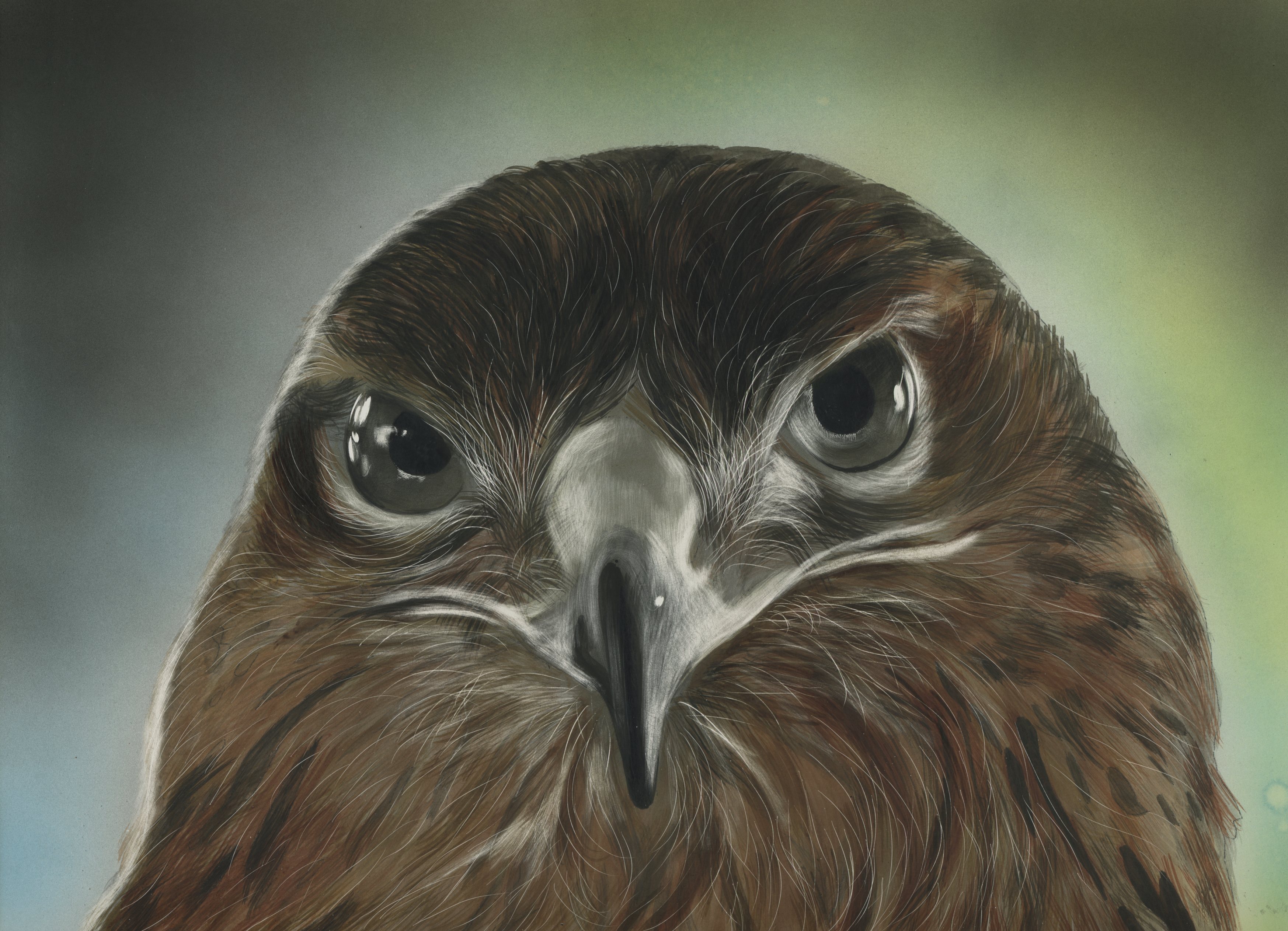 Download mobile wallpaper Birds, Bird, Animal, Hawk, Bird Of Prey for free.