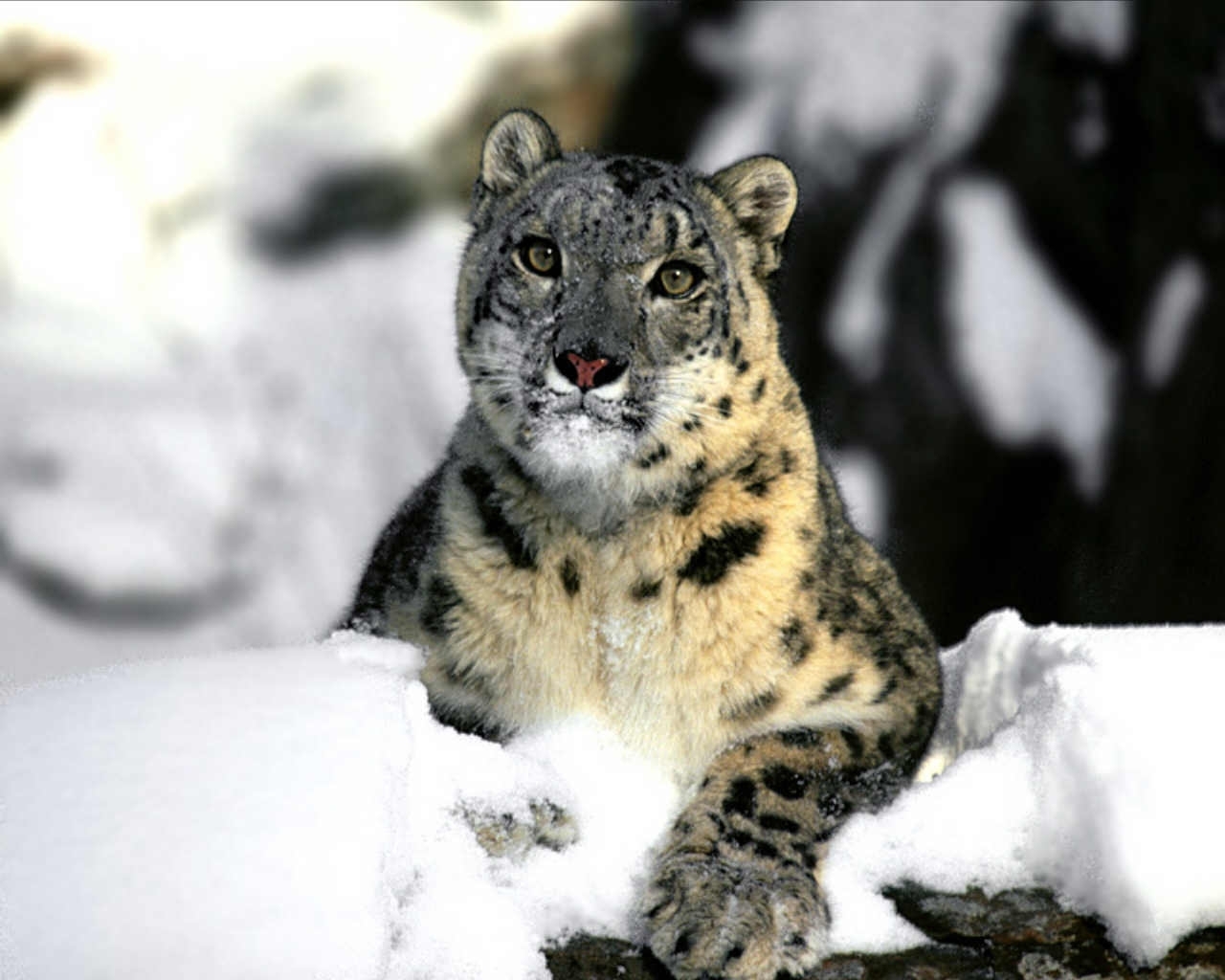 Téléchargez des papiers peints mobile Animaux, Snow Leopard, Neige gratuitement.
