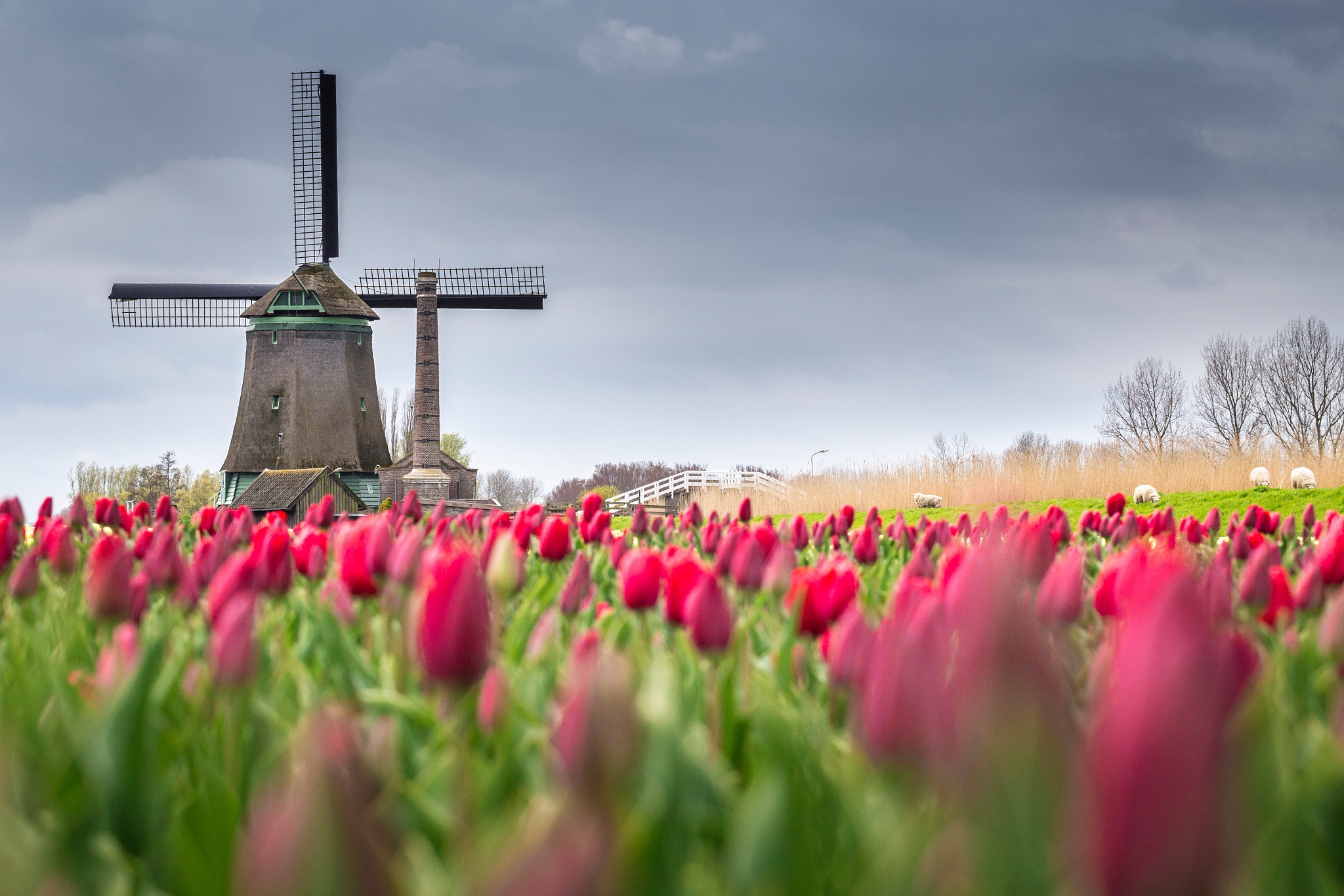 Free download wallpaper Building, Flower, Tulip, Sheep, Windmill, Man Made, Pink Flower on your PC desktop