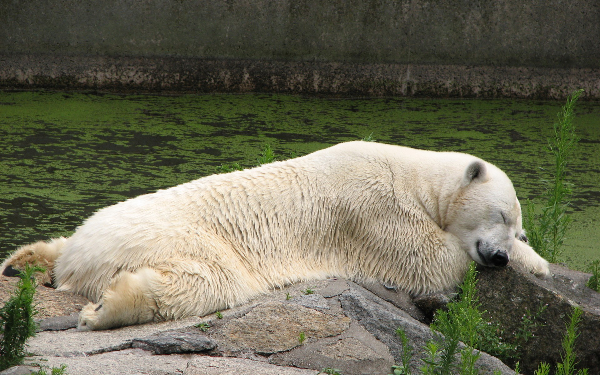 Handy-Wallpaper Tiere, Eisbär kostenlos herunterladen.