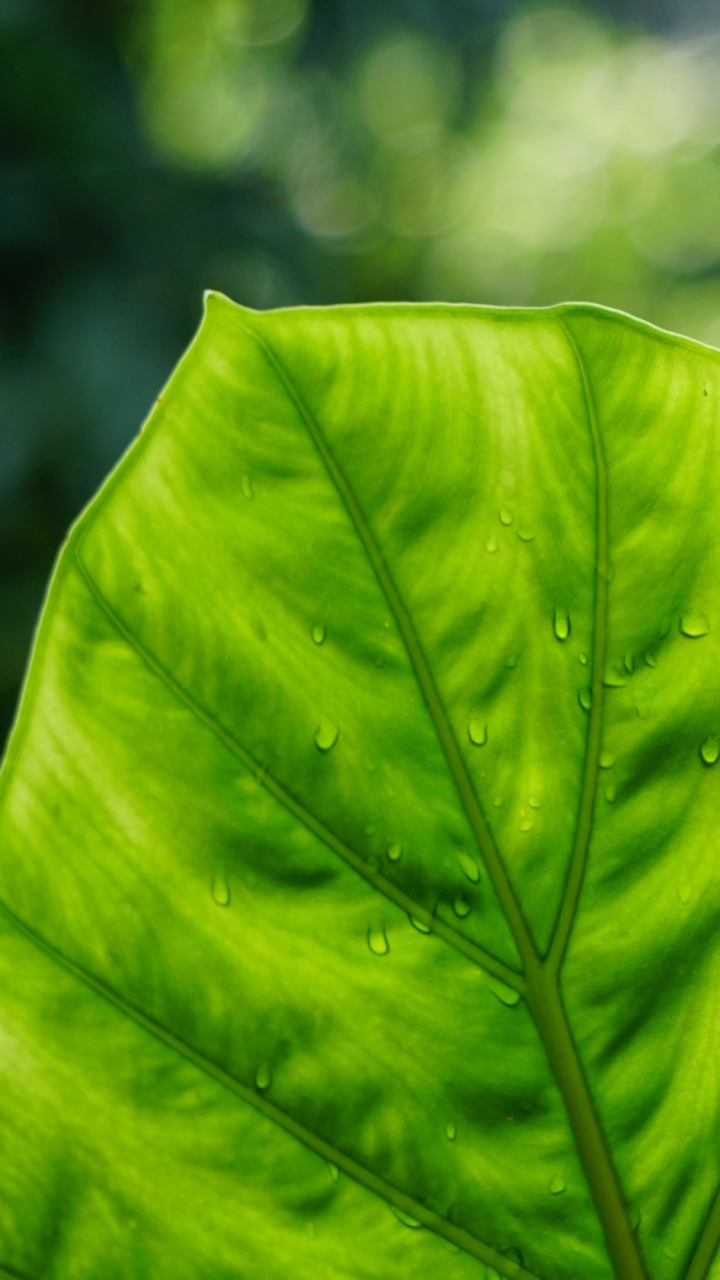 無料モバイル壁紙自然, 葉, 地球, 水滴をダウンロードします。