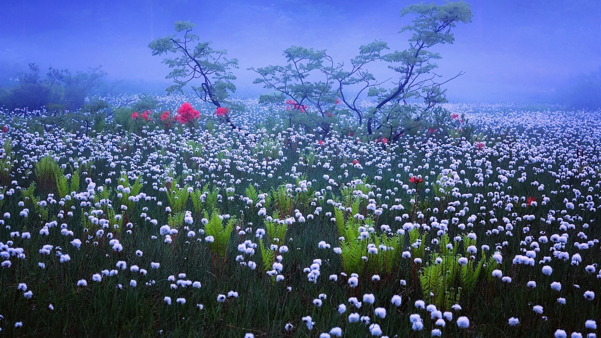 Handy-Wallpaper Blumen, Blume, Nebel, Japan, Weiße Blume, Erde/natur kostenlos herunterladen.