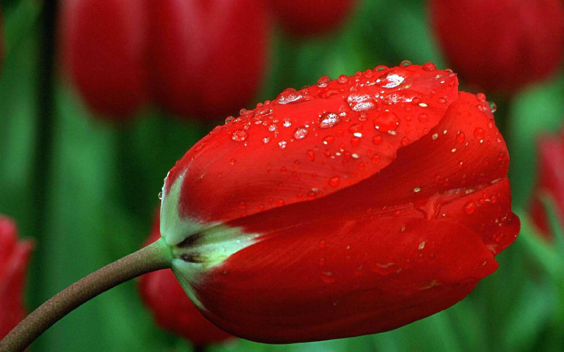 Download mobile wallpaper Tulip, Flowers, Earth for free.