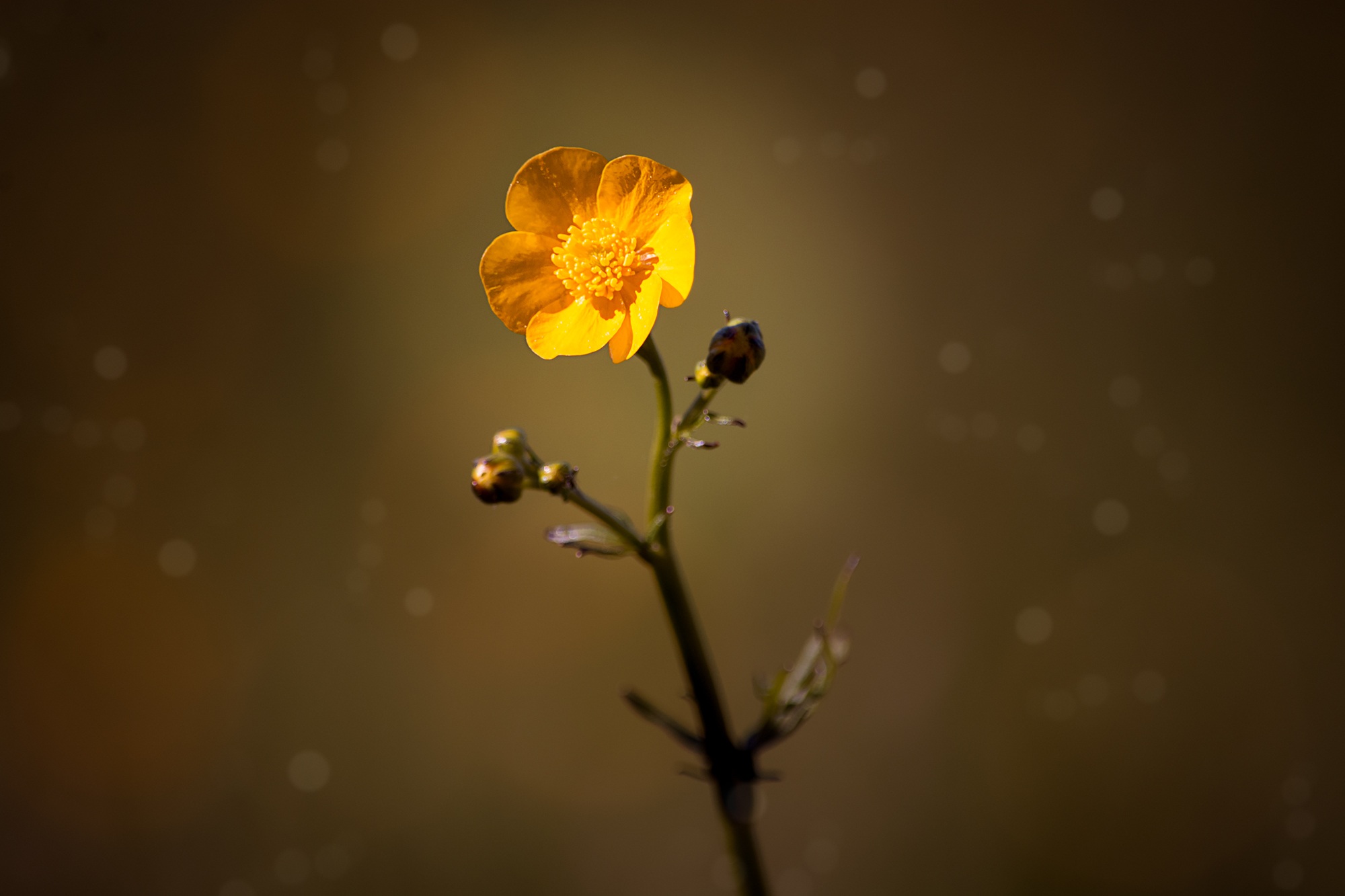 earth, buttercup, bokeh, flower, minimalist, nature, yellow flower, flowers Full HD