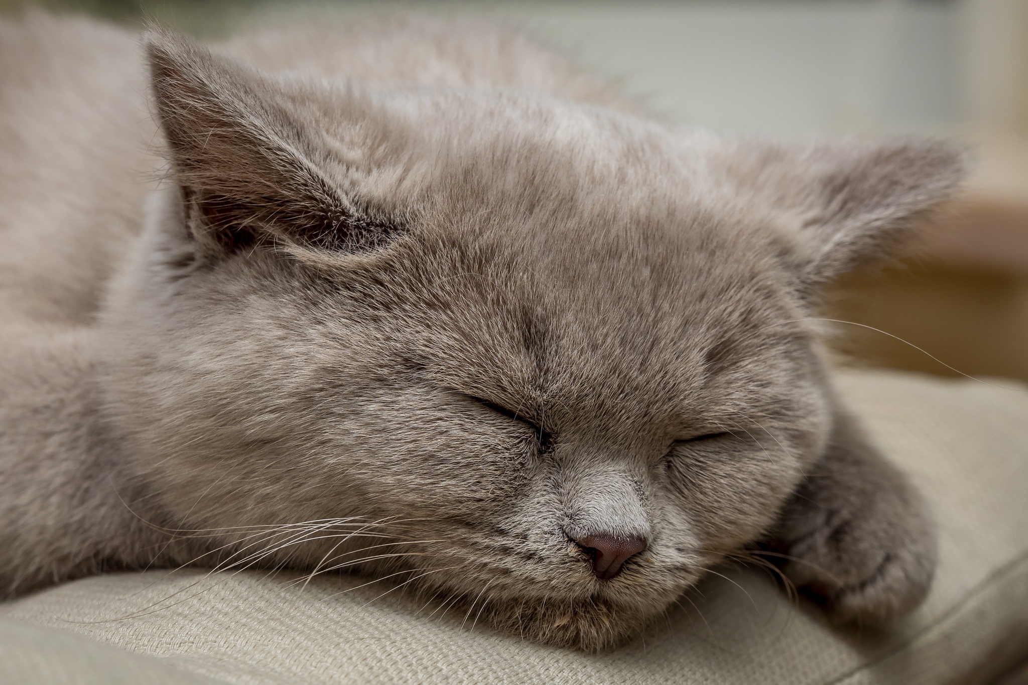 Handy-Wallpaper Tiere, Katzen, Katze, Schlafen kostenlos herunterladen.