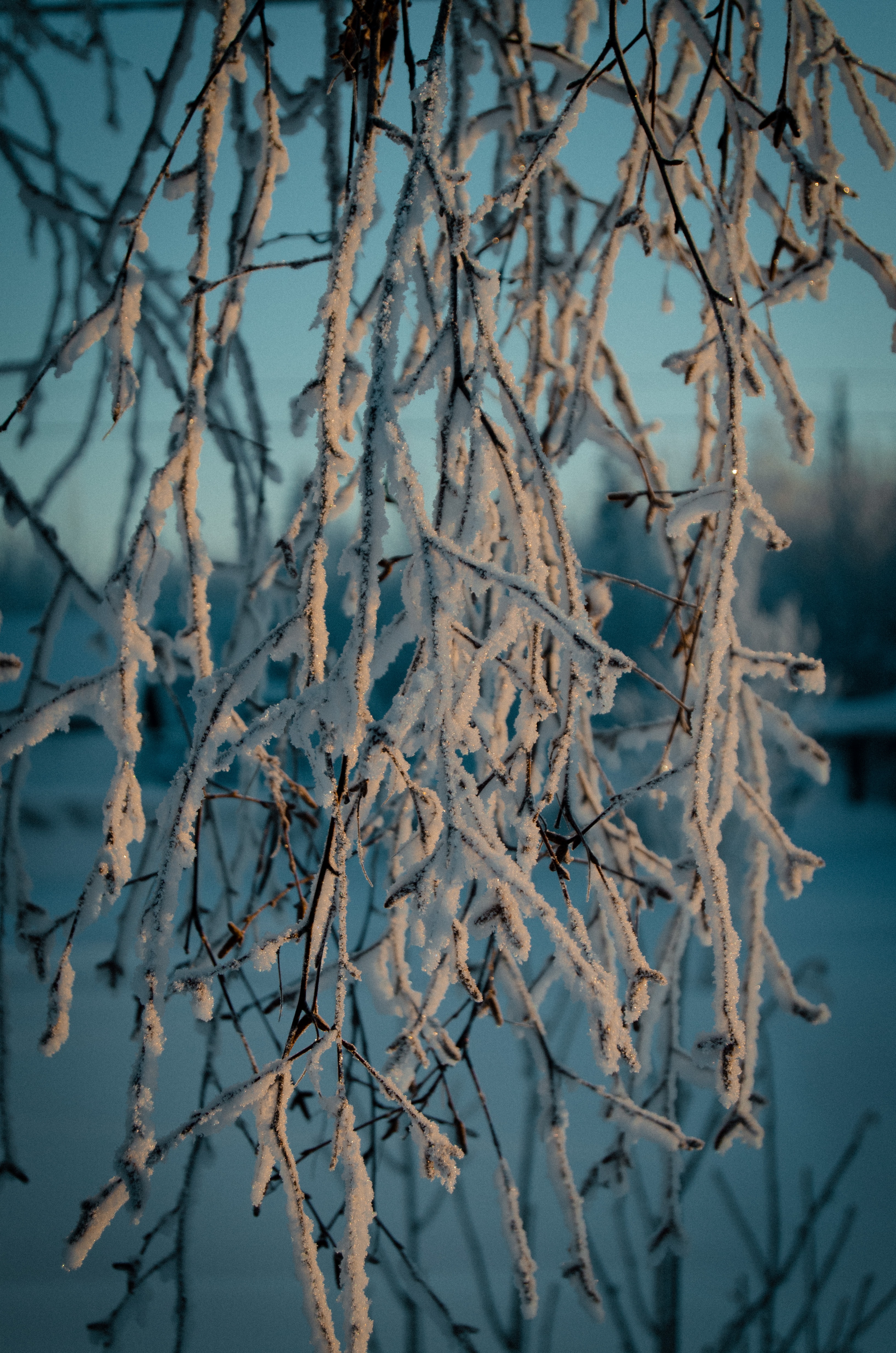 Laden Sie das Makro, Geäst, Zweige, Schnee, Frost, Winter-Bild kostenlos auf Ihren PC-Desktop herunter