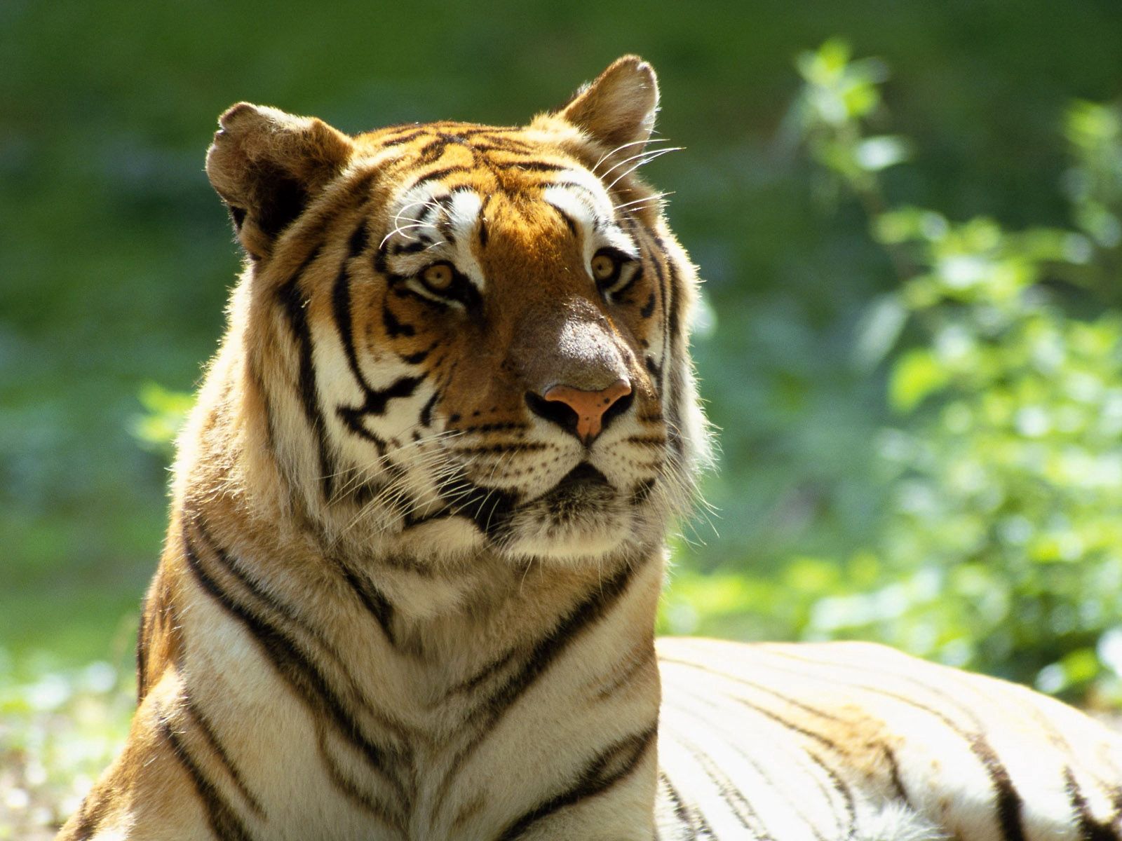 big cat, animals, muzzle, striped, tiger 4K for PC
