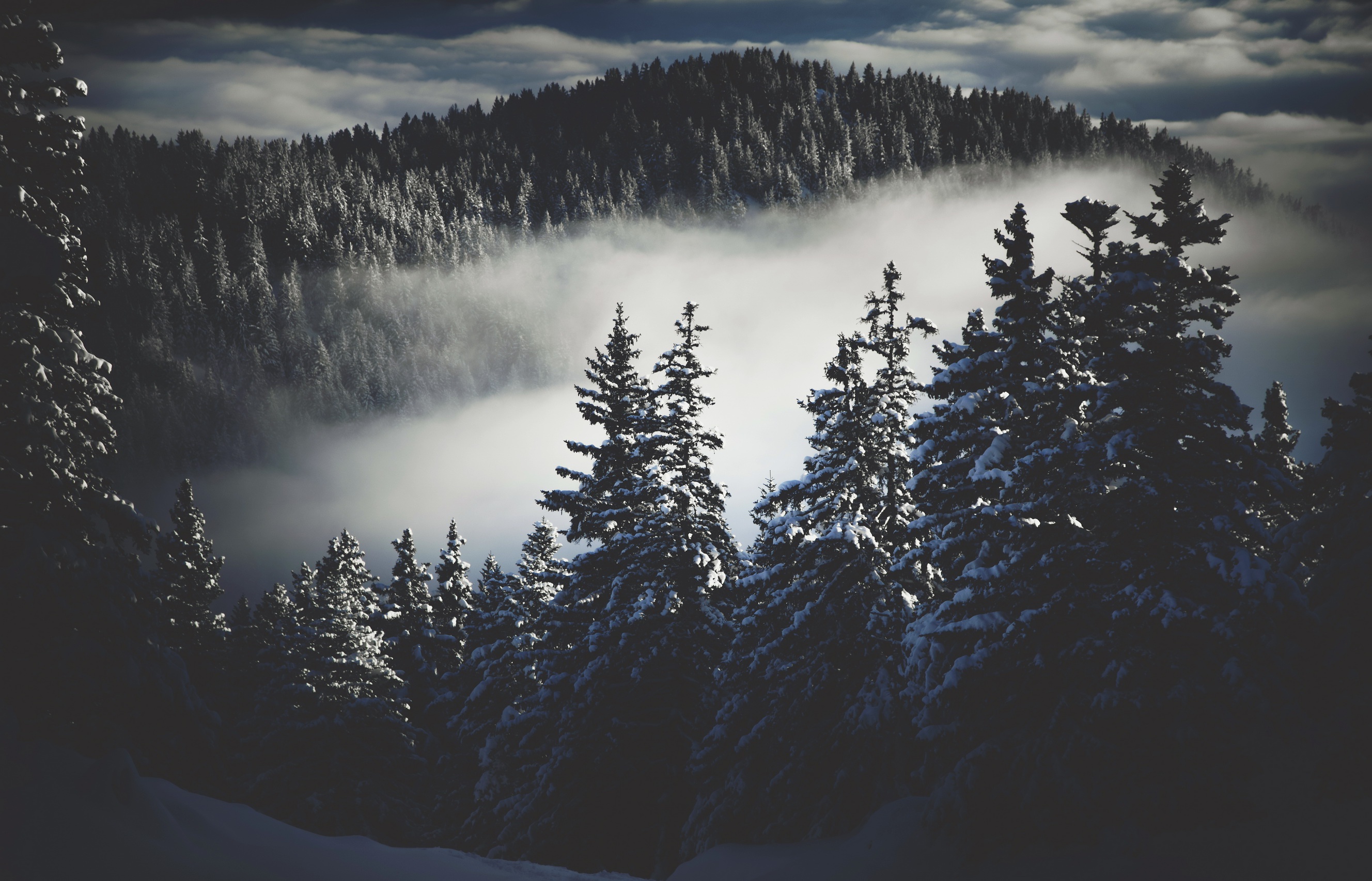 Download mobile wallpaper Winter, Nature, Forest, Tree, Fog, Earth for free.