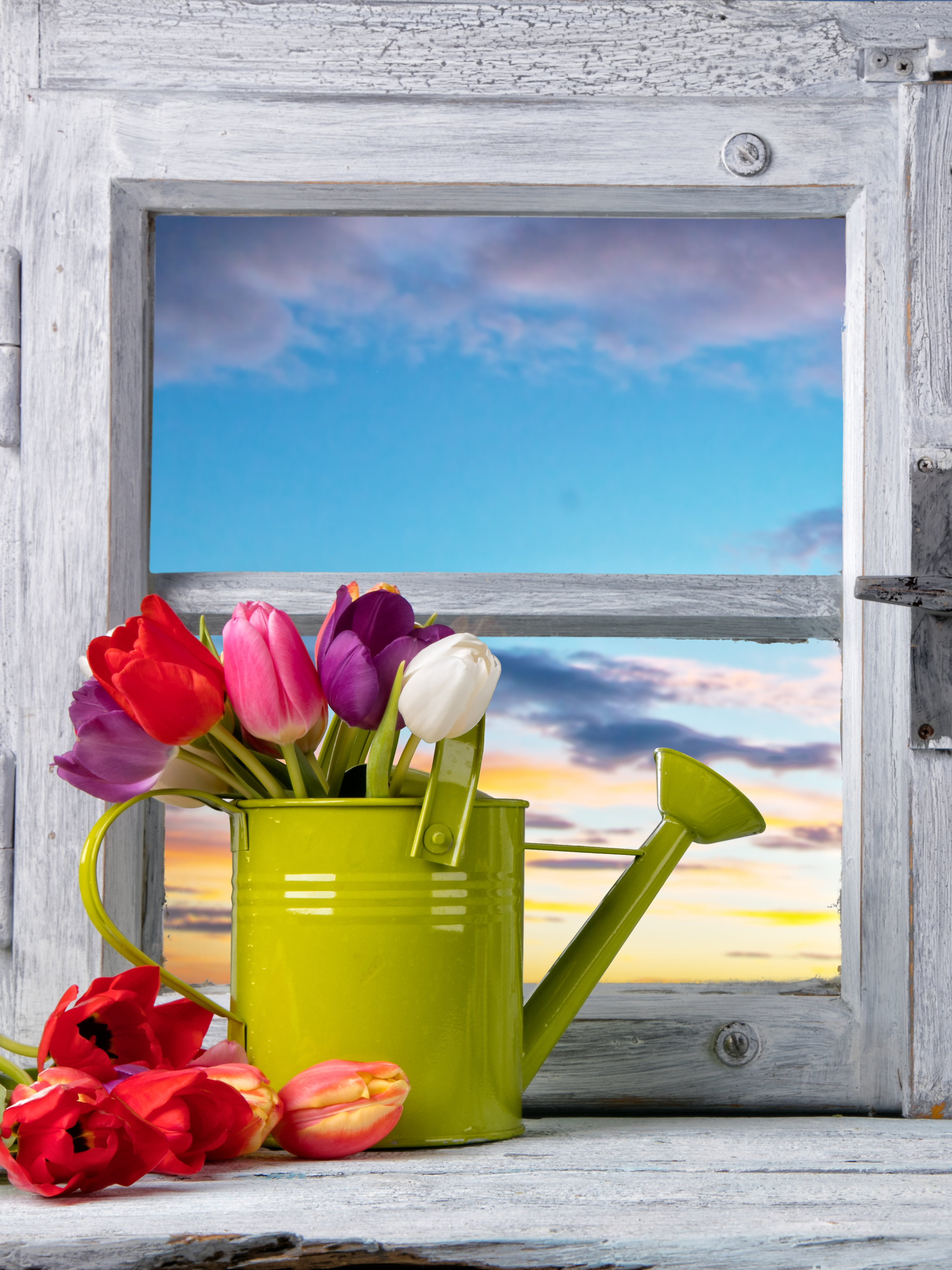 Download mobile wallpaper Easter, Flower, Holiday, Window, Tulip, Watering Can for free.