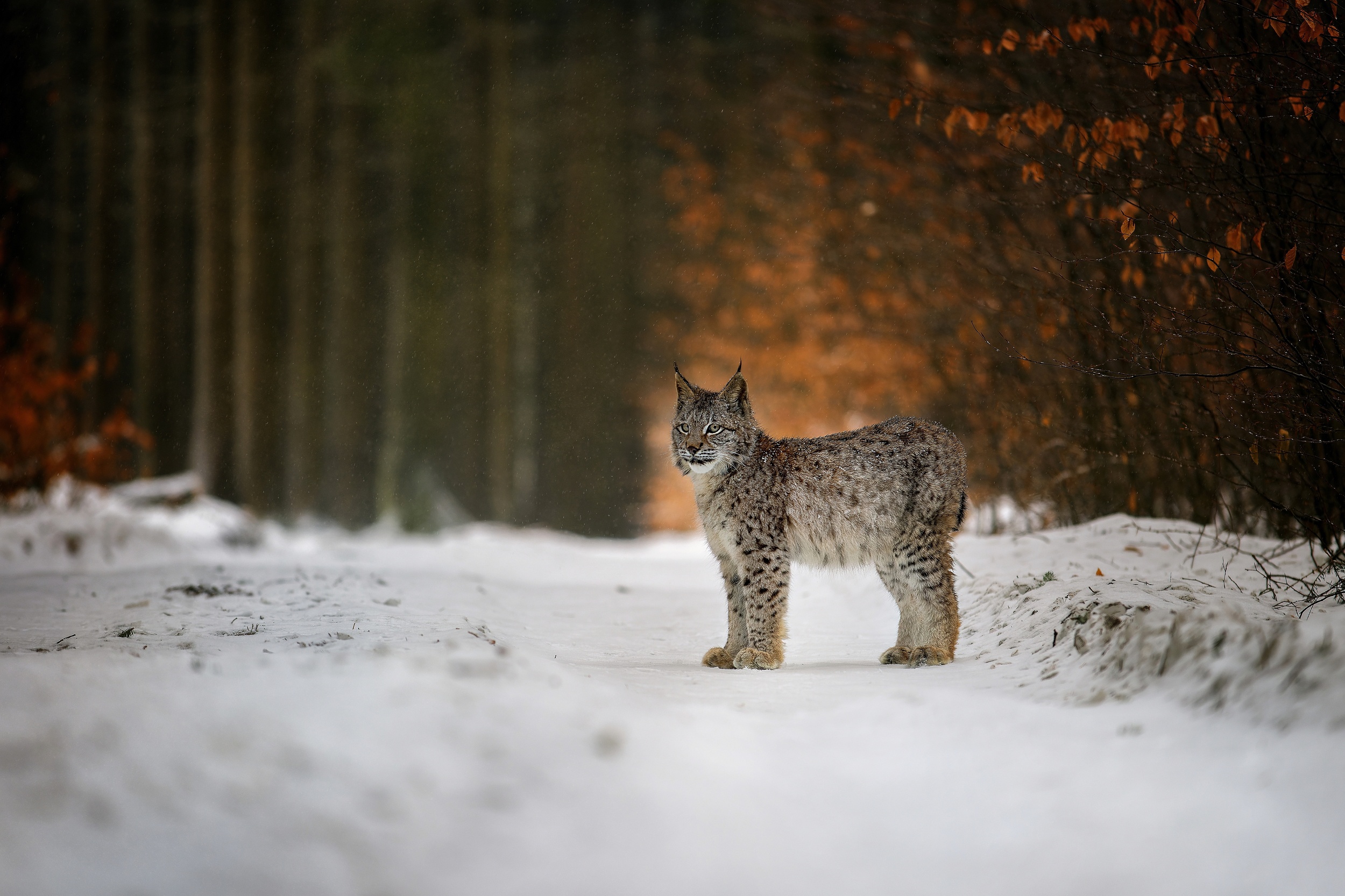 Download mobile wallpaper Winter, Cats, Animal, Lynx for free.