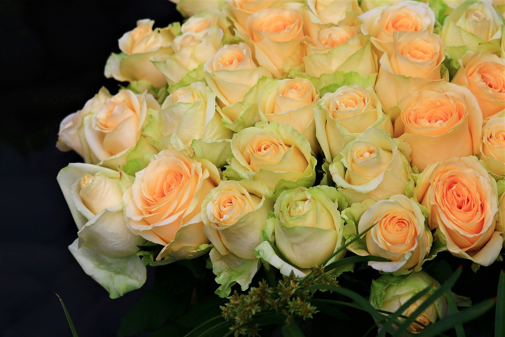 Laden Sie das Blumen, Blume, Rose, Erde/natur, Pfirsichblüte-Bild kostenlos auf Ihren PC-Desktop herunter