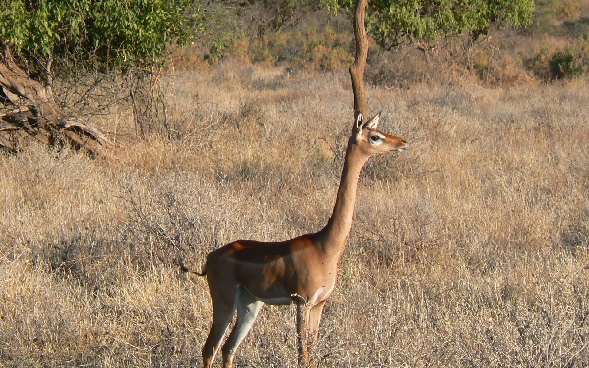236588 Hintergrundbild herunterladen tiere, antilope, gerenuk - Bildschirmschoner und Bilder kostenlos
