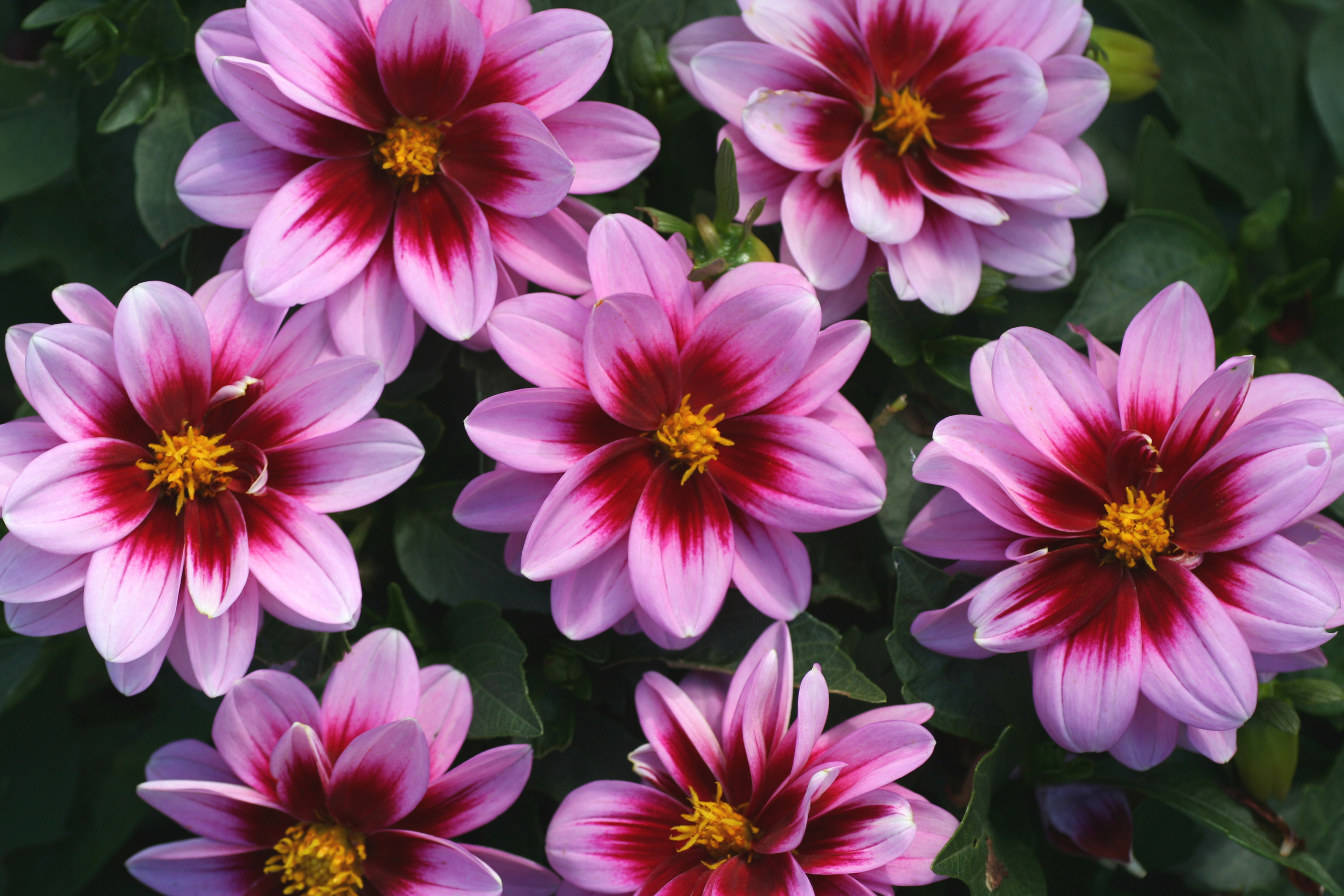 Téléchargez gratuitement l'image Fleurs, Fleur, Fermer, Dahlia, Terre/nature, Fleur Rose sur le bureau de votre PC