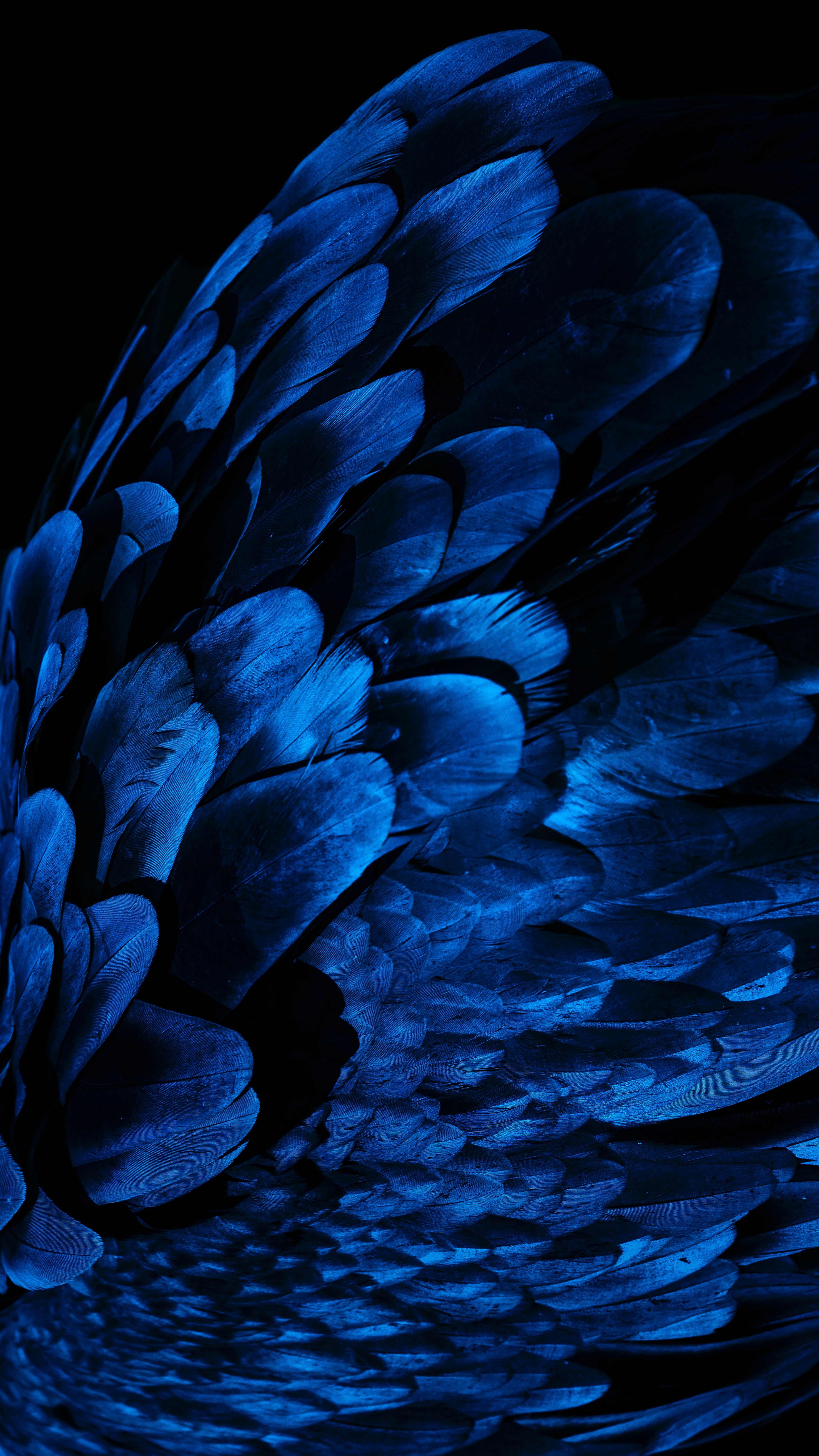 135261 скачать обои перья, крыло, темный, разное, синий - заставки и картинки бесплатно