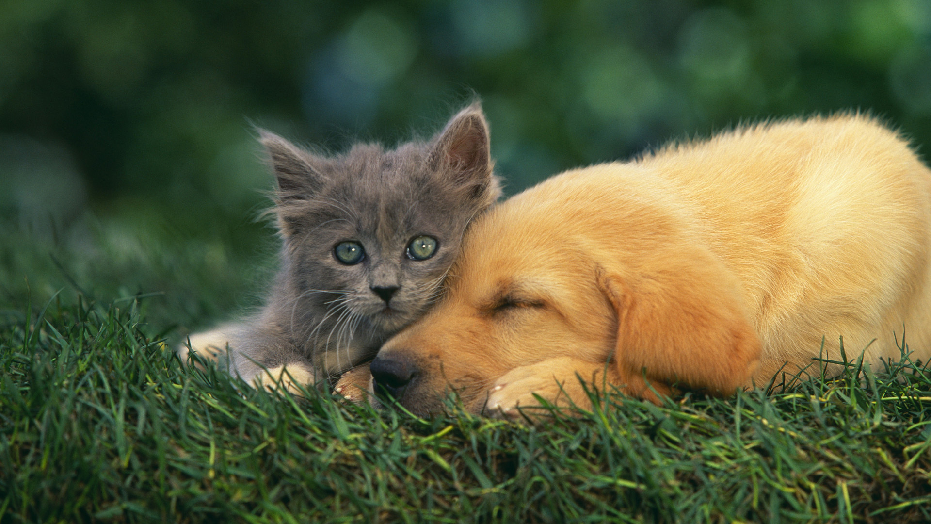 Download mobile wallpaper Grass, Cat, Kitten, Dog, Animal, Puppy, Cute for free.