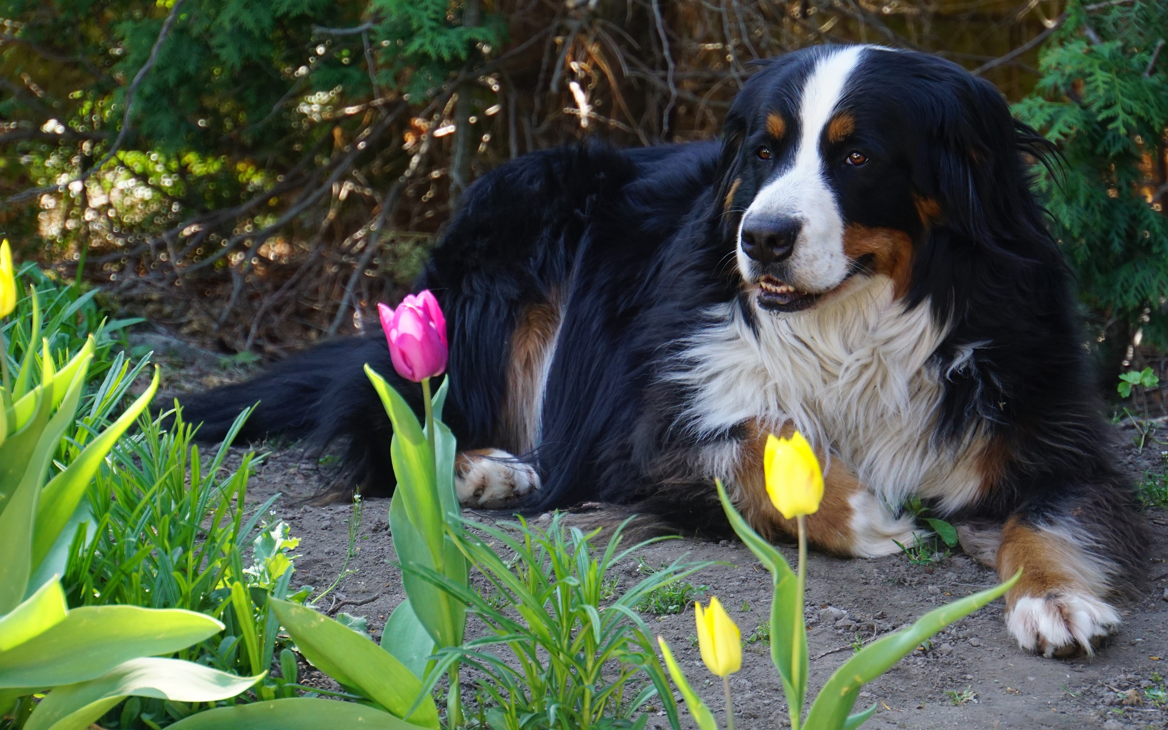 Laden Sie das Tiere, Hunde, Hund, Tulpe, Berner Sennenhund-Bild kostenlos auf Ihren PC-Desktop herunter