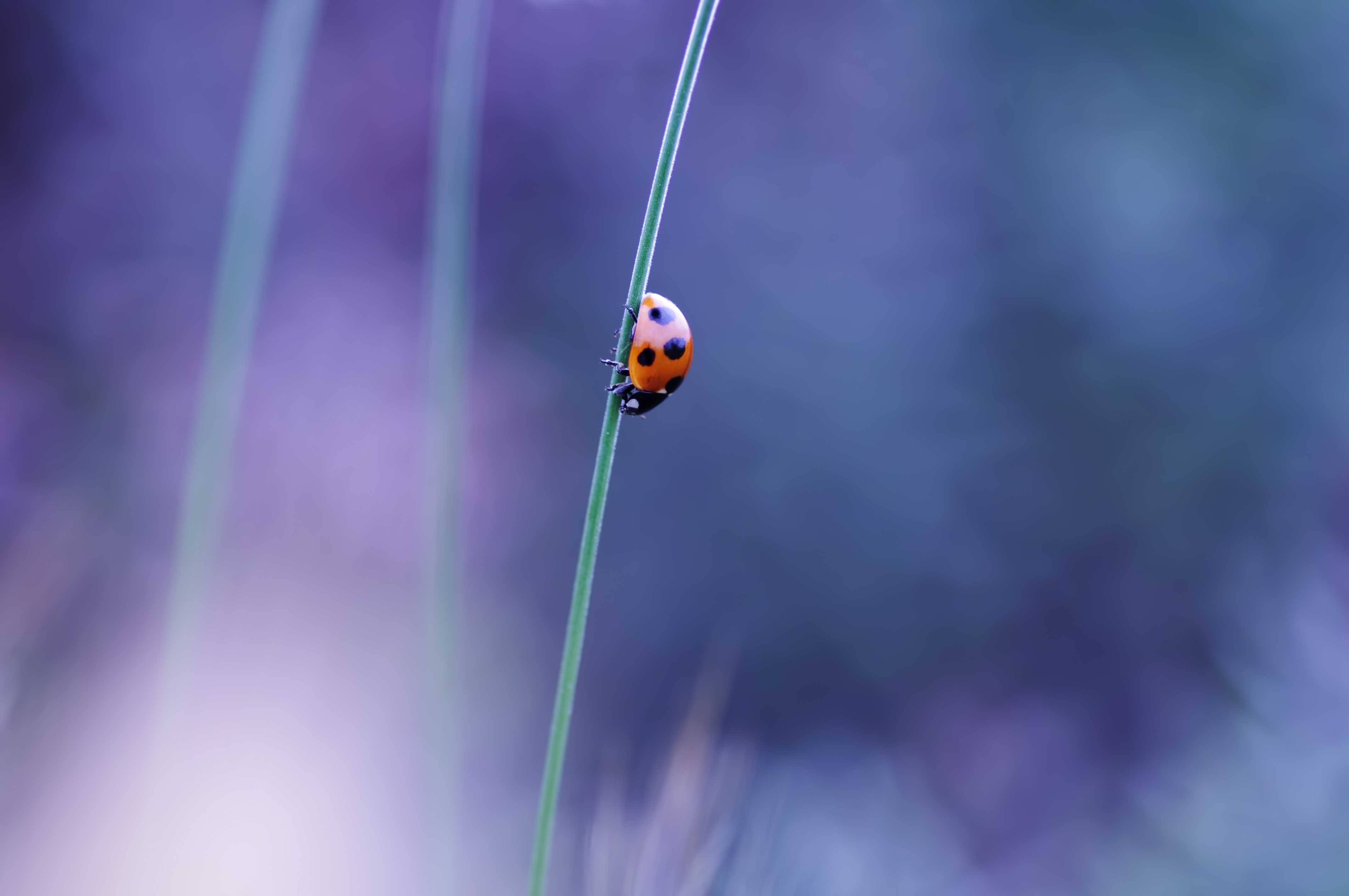 Download mobile wallpaper Ladybug, Animal for free.