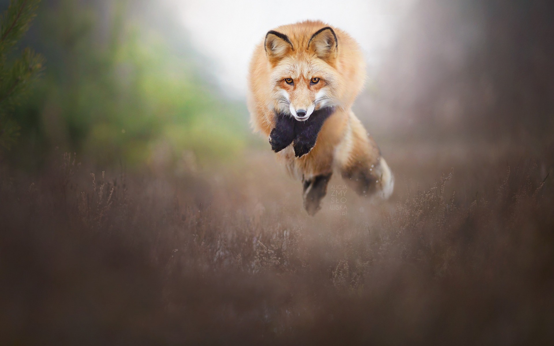 無料モバイル壁紙動物, 狐, ジャンプをダウンロードします。