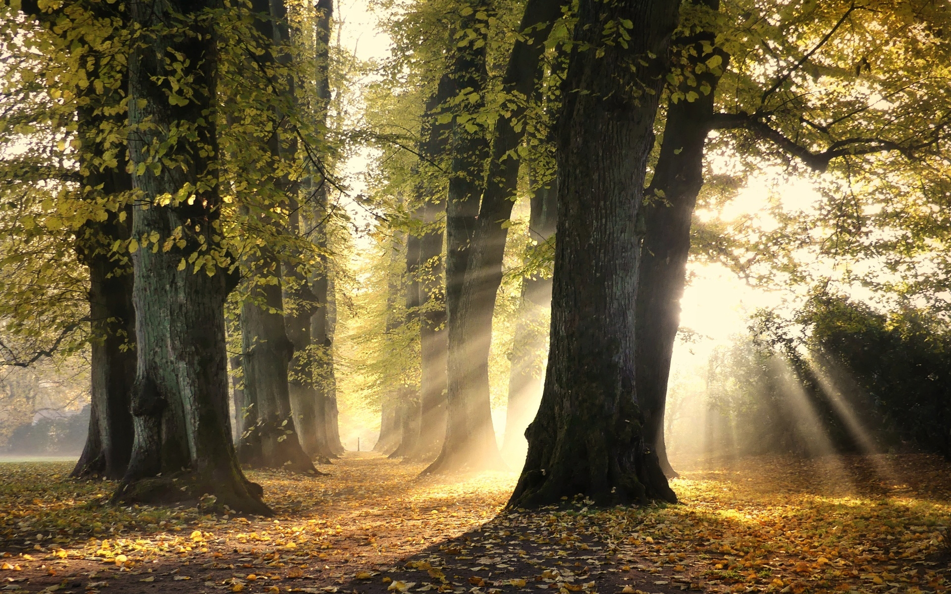 Téléchargez gratuitement l'image Automne, Parc, Arbre, Rayon De Soleil, Terre/nature sur le bureau de votre PC