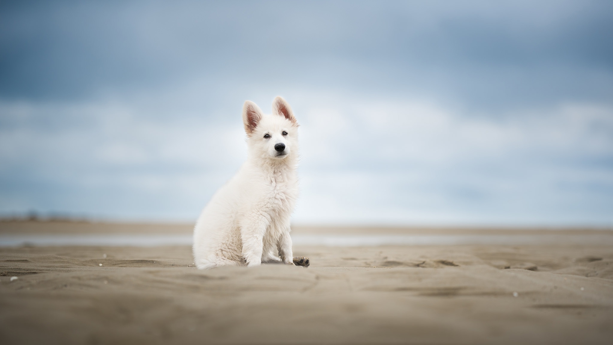 Laden Sie das Tiere, Sand, Hund, Welpen, Tierbaby, Tiefenschärfe, Berger Blanc Suisse-Bild kostenlos auf Ihren PC-Desktop herunter