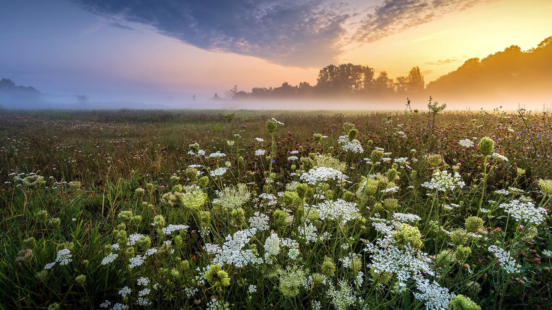 Téléchargez gratuitement l'image Fleurs, Fleur, Terre/nature sur le bureau de votre PC