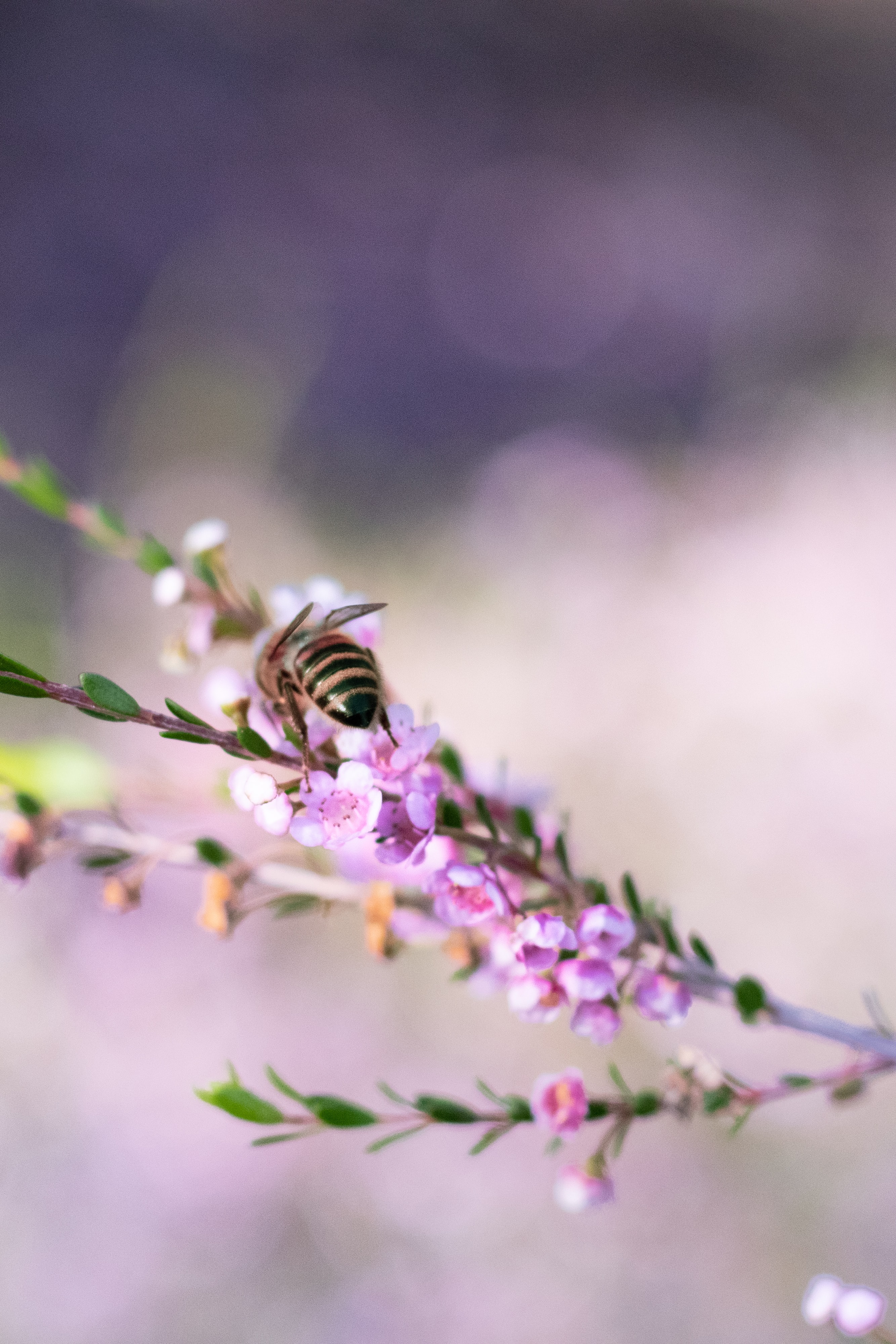 Скачать картинку Ветка, Животные, Макро, Пчела, Цветы в телефон бесплатно.