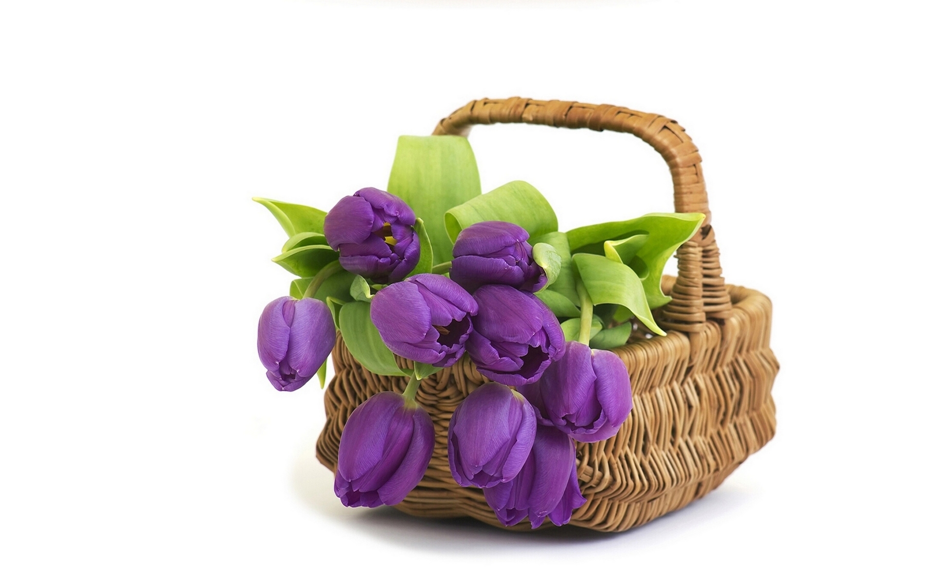 Download mobile wallpaper Flower, Bud, Basket, Tulip, Man Made for free.