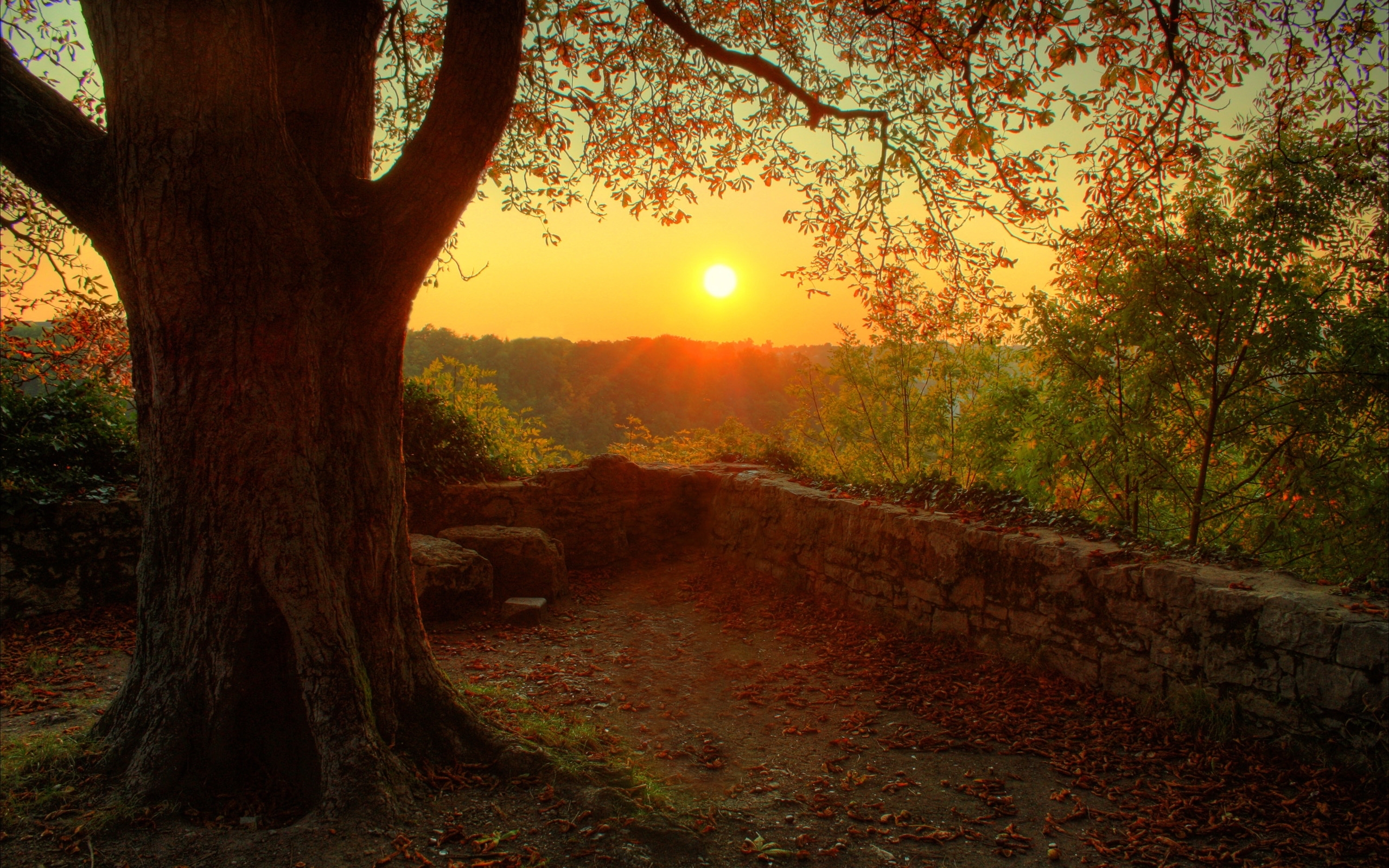 Free download wallpaper Sunset, Sun, Landscape, Trees on your PC desktop