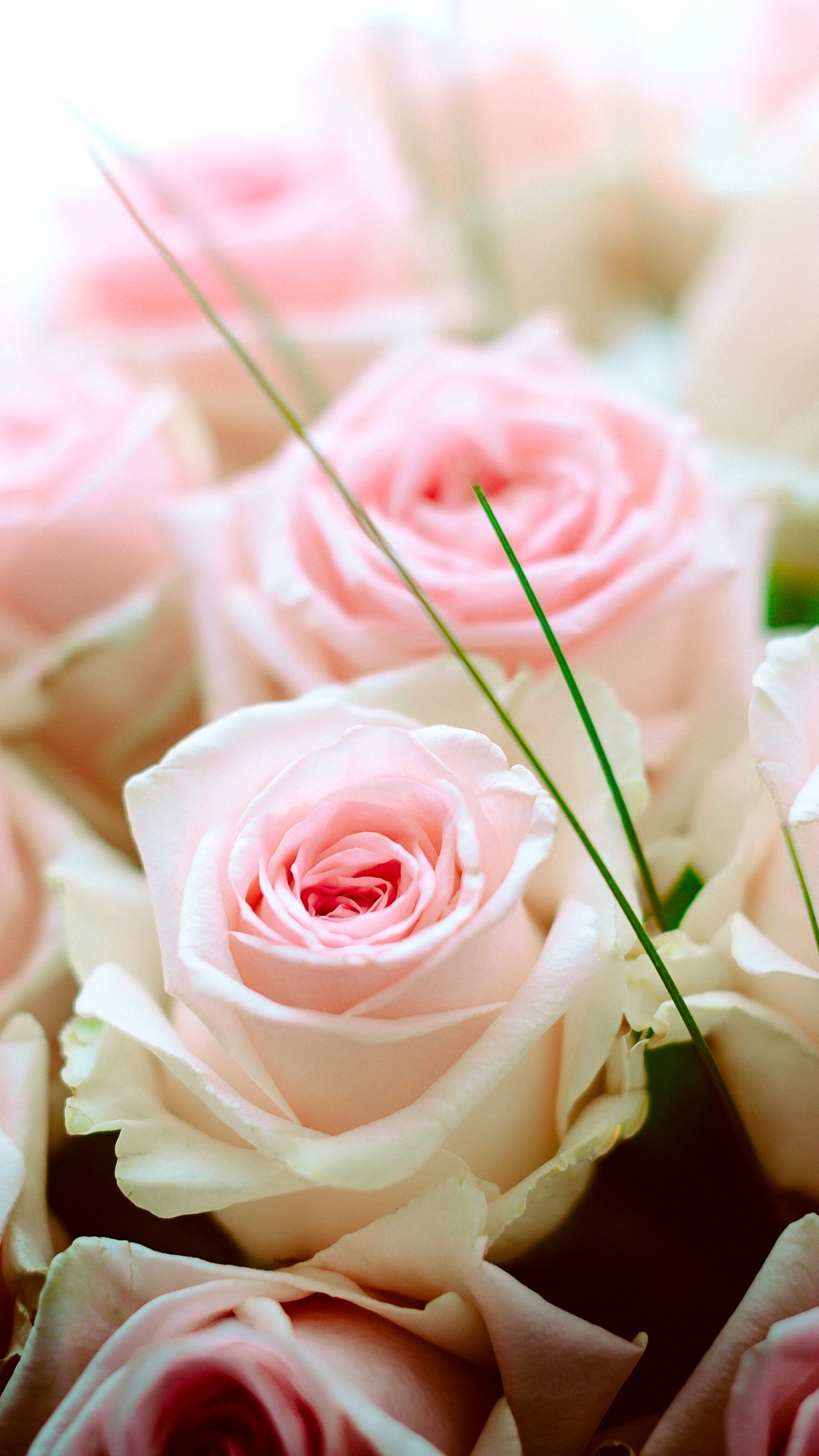 Скачати мобільні шпалери Квітка, Роза, Букет, Земля, Рожева Квітка, Флауерзи безкоштовно.