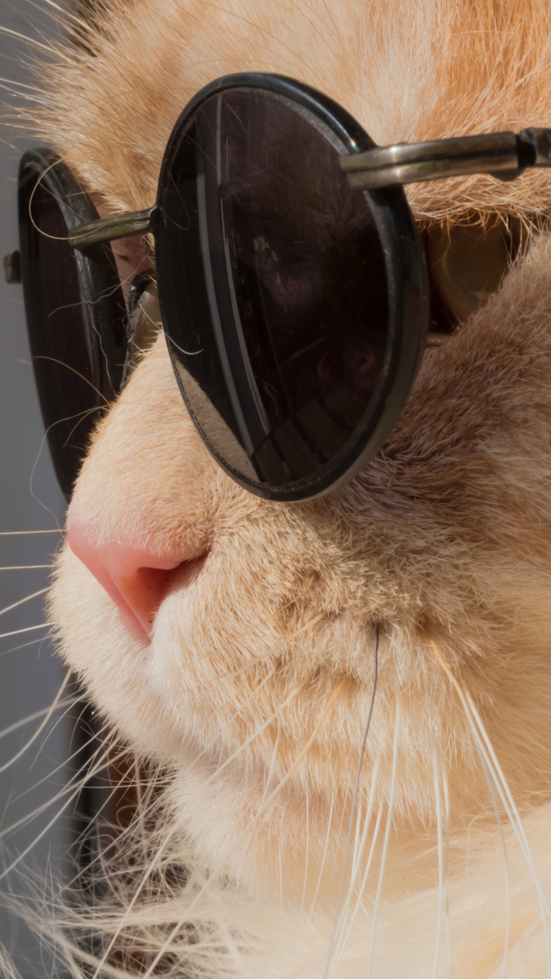 Handy-Wallpaper Tiere, Katzen, Katze, Schnauze, Nahansicht, Sonnenbrille kostenlos herunterladen.