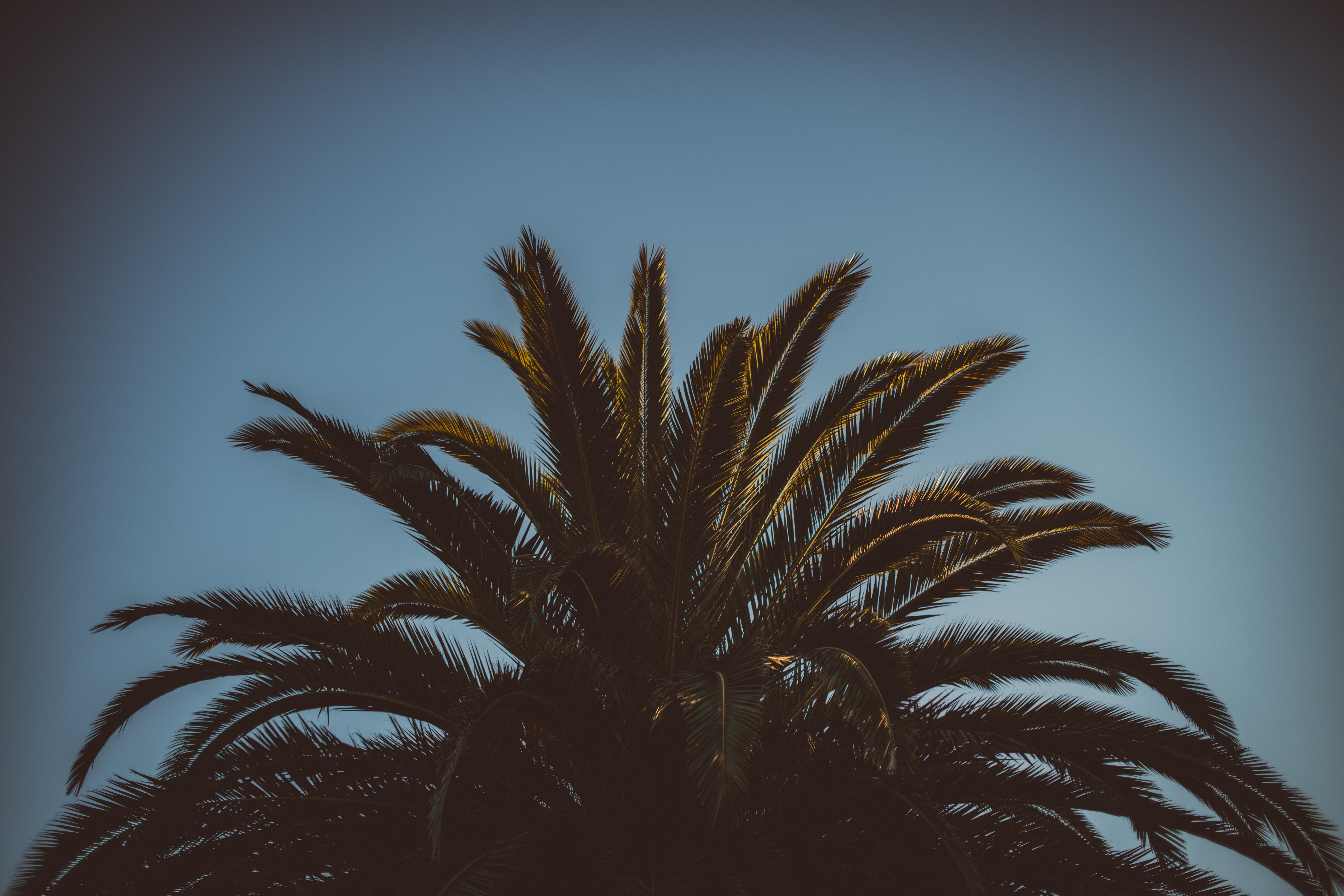 Download mobile wallpaper Wood, Branches, Tree, Palm, Sky, Leaves, Nature for free.