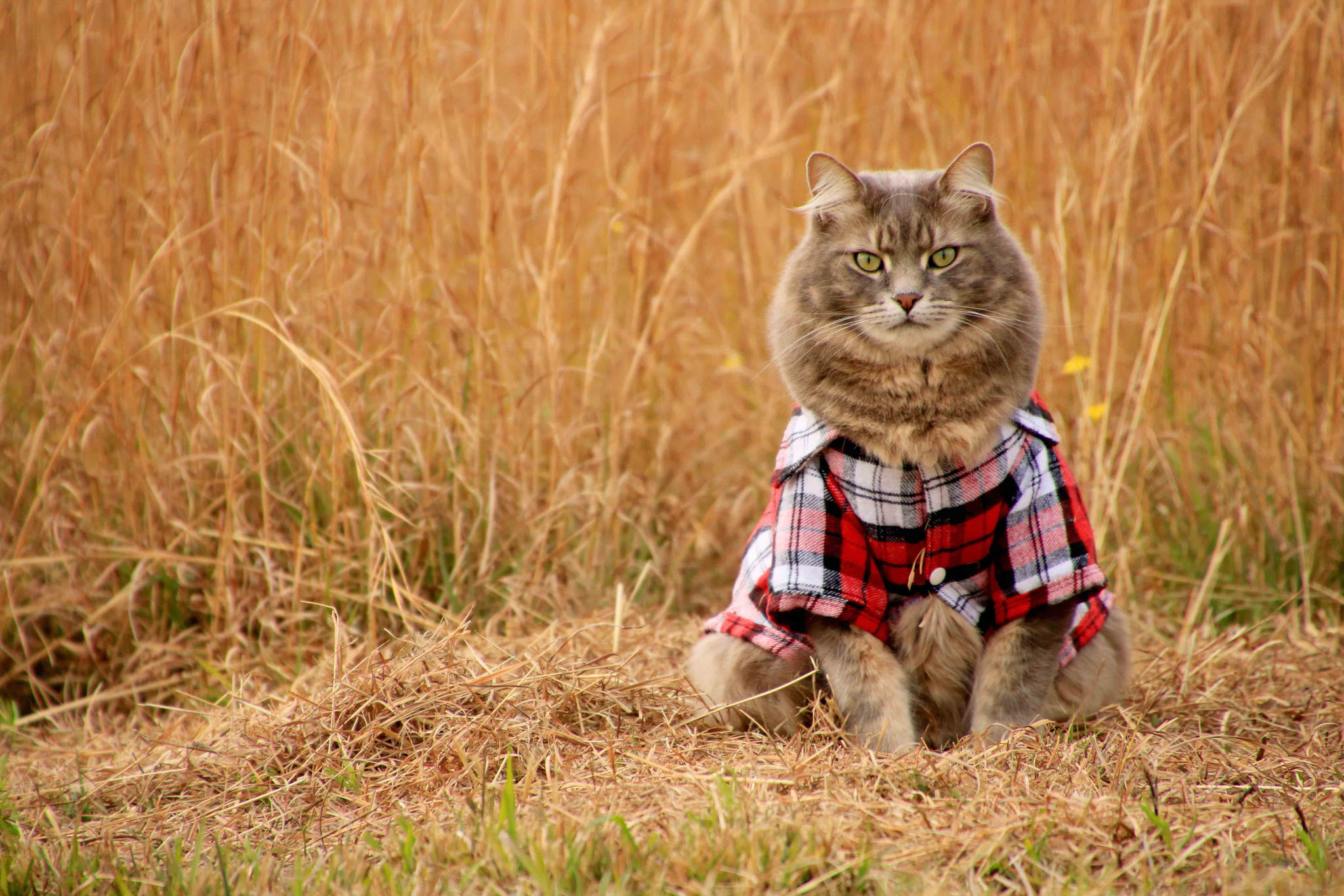 Baixe gratuitamente a imagem Animais, Gatos, Gato, Olhar Fixamente na área de trabalho do seu PC