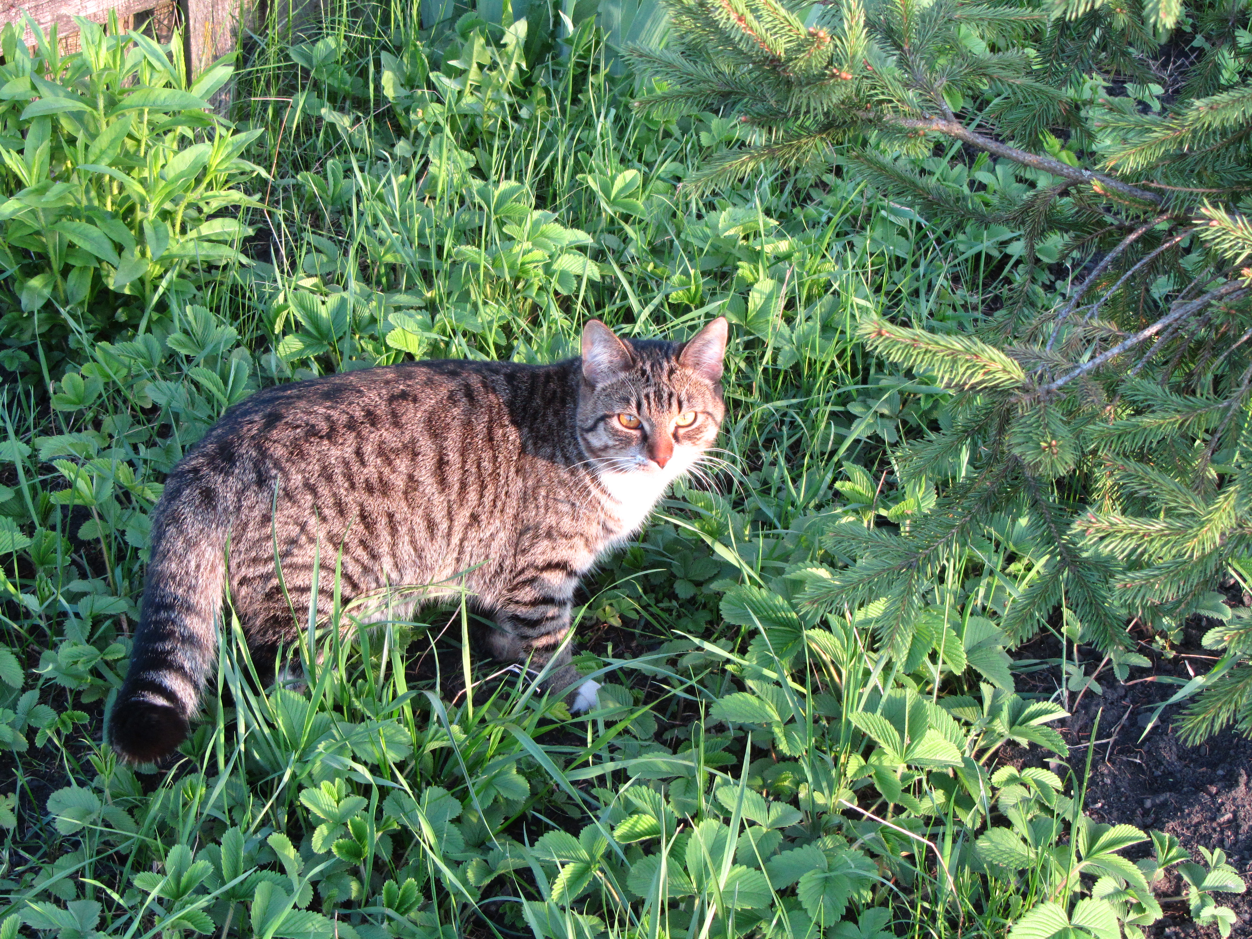 Descarga gratuita de fondo de pantalla para móvil de Animales, Gato.