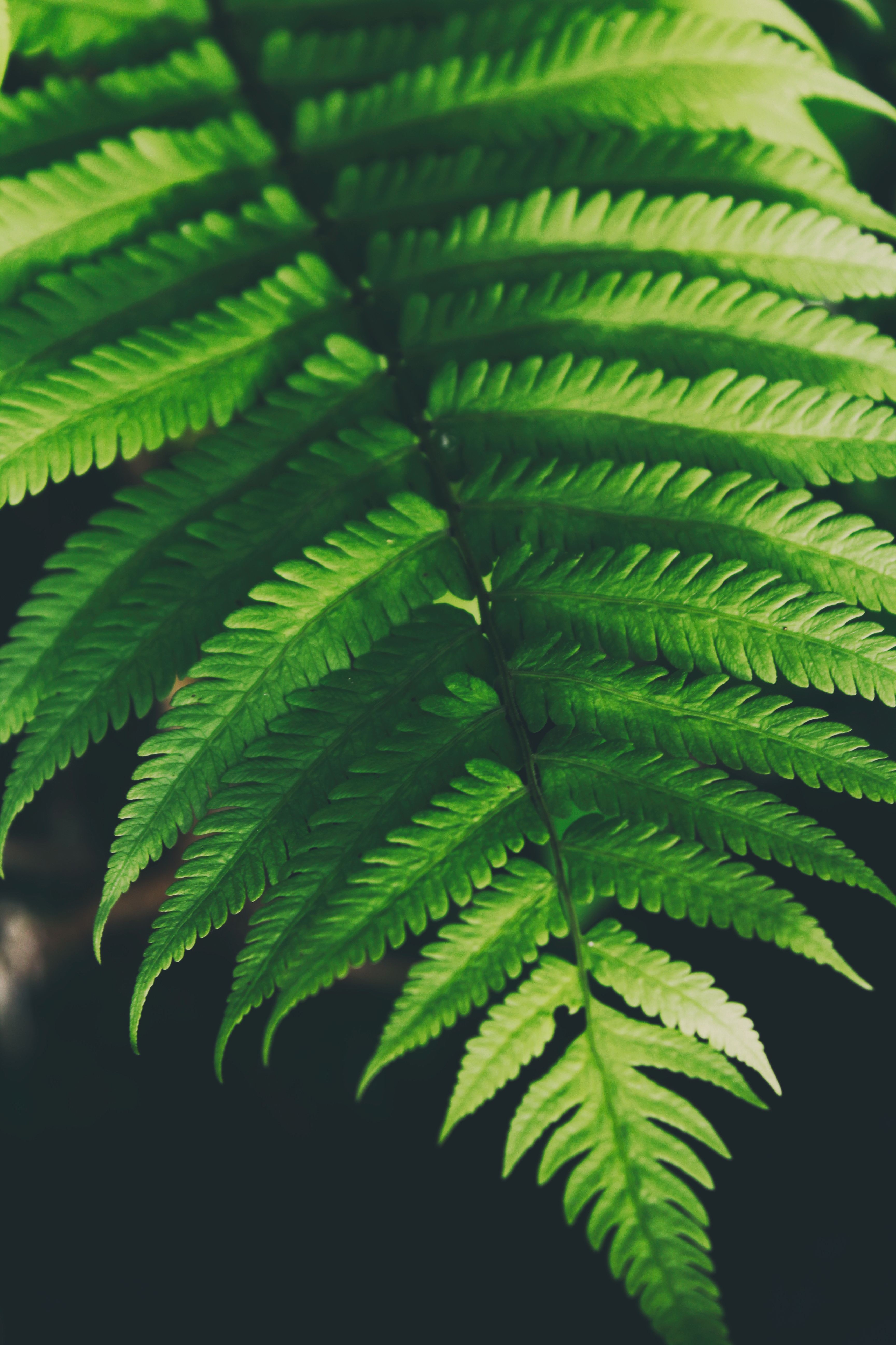 Free download wallpaper Plant, Nature, Leaves, Fern on your PC desktop