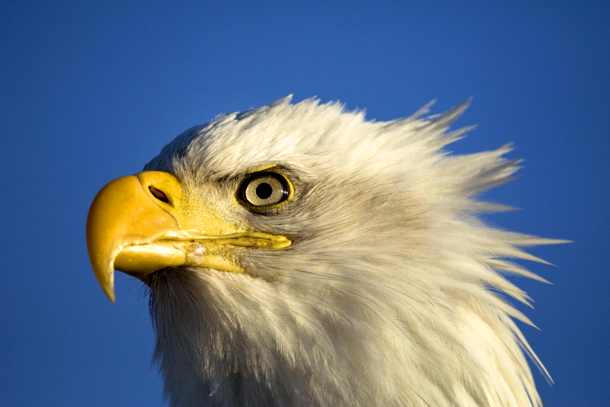 Baixe gratuitamente a imagem Animais, Aves, Águia De Cabeça Branca na área de trabalho do seu PC