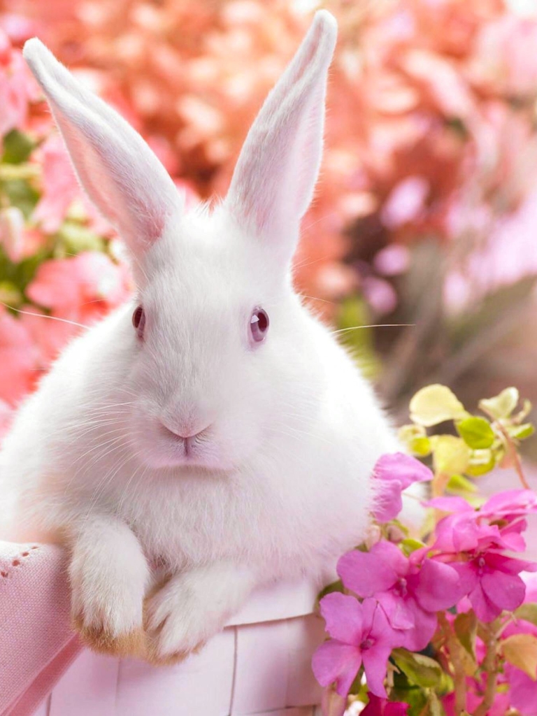 Handy-Wallpaper Feiertage, Ostern, Kaninchen, Bunt, Hase, Ferien, Feiertag kostenlos herunterladen.