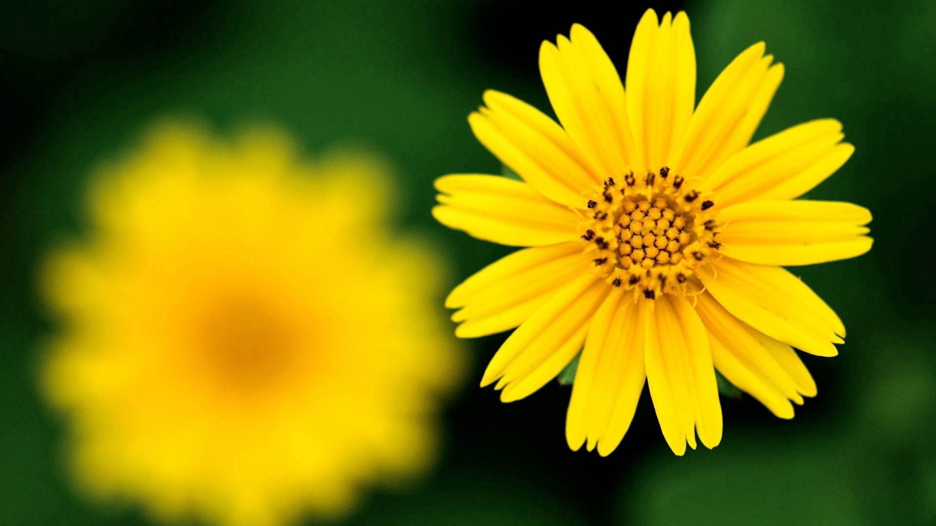 Laden Sie das Makro, Blütenblätter, Blumen, Pflanze-Bild kostenlos auf Ihren PC-Desktop herunter