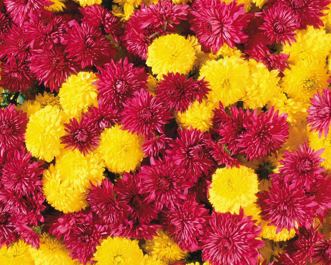 Handy-Wallpaper Pflanzen, Blumen, Chrysantheme, Hintergrund kostenlos herunterladen.