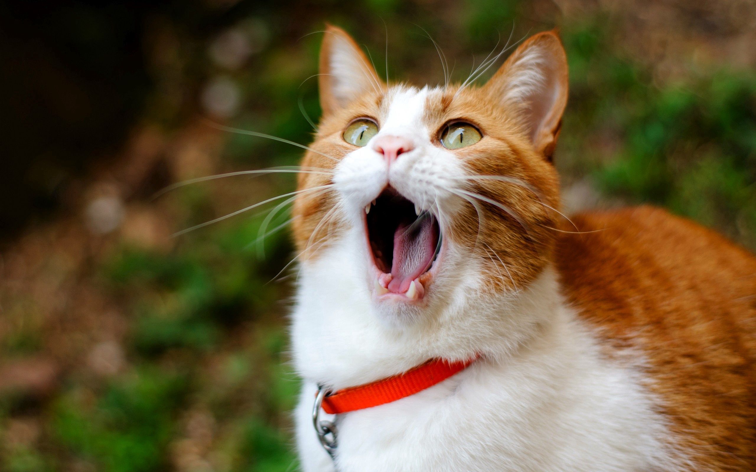 animals, cat, to yawn, yawn, collar, surprise, astonishment
