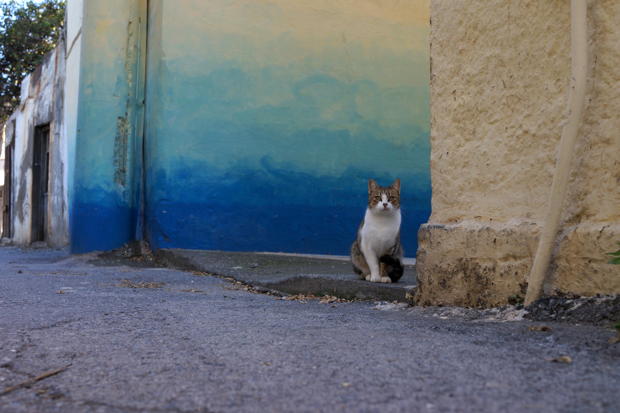 Descarga gratuita de fondo de pantalla para móvil de Animales, Gatos, Gato.