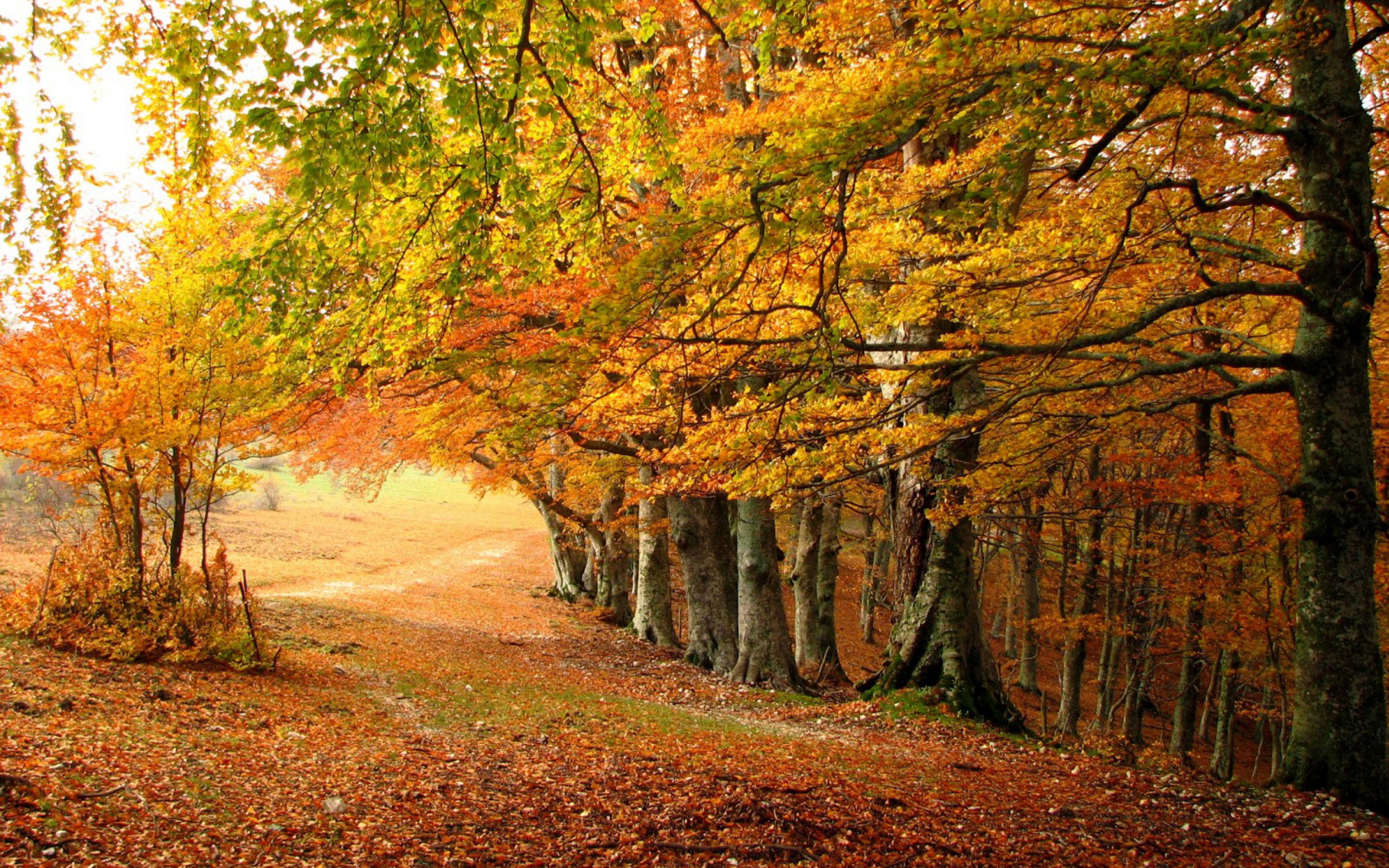 Laden Sie das Herbst, Erde/natur-Bild kostenlos auf Ihren PC-Desktop herunter