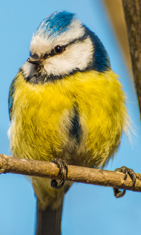 animal, titmouse, close up, blue tit, bird, eurasian blue tit, birds