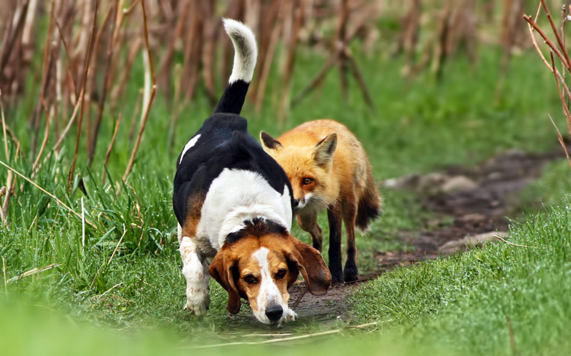 Descarga gratuita de fondo de pantalla para móvil de Animales, Lindo.