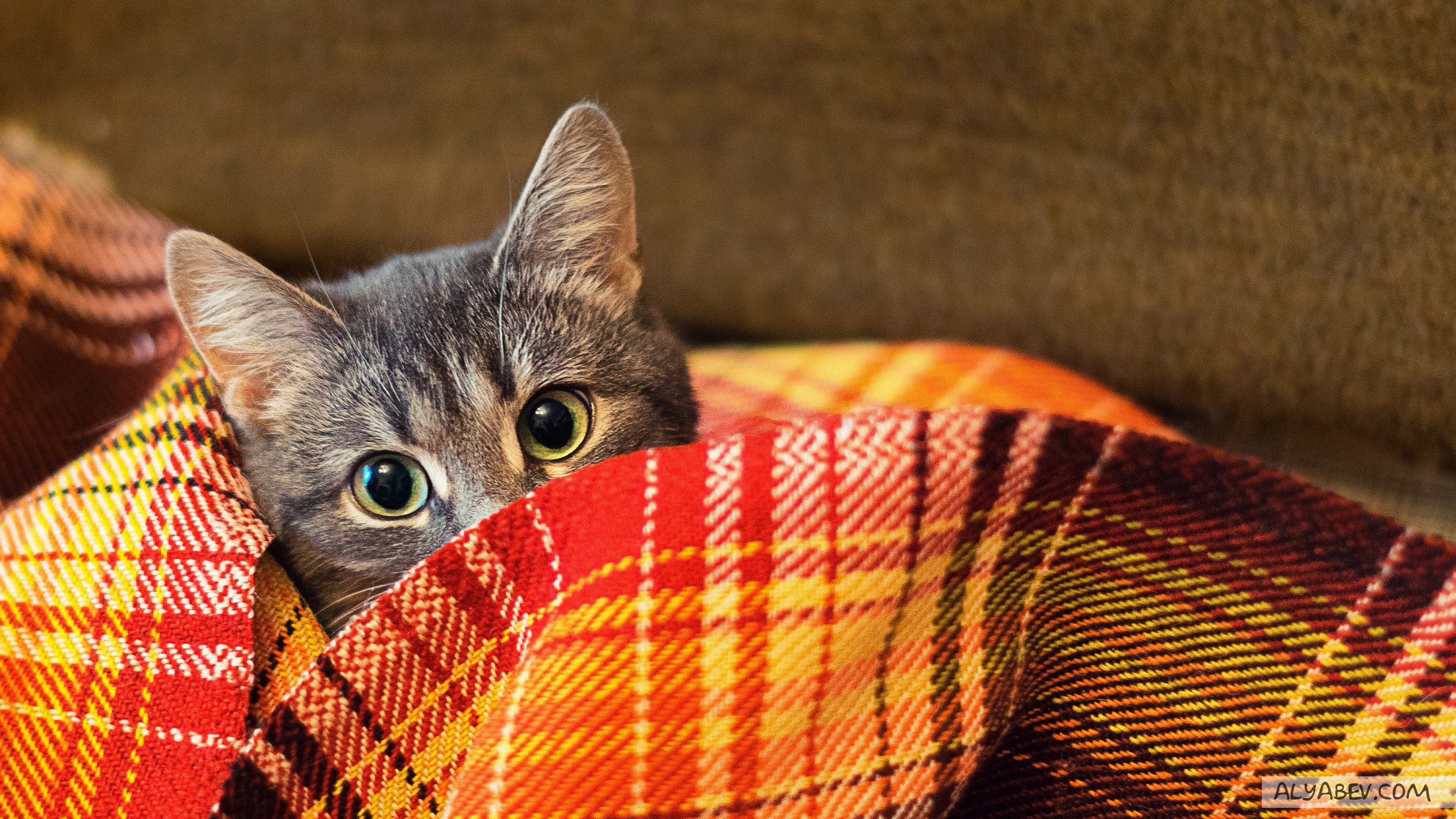 Laden Sie das Tiere, Katzen, Katze-Bild kostenlos auf Ihren PC-Desktop herunter