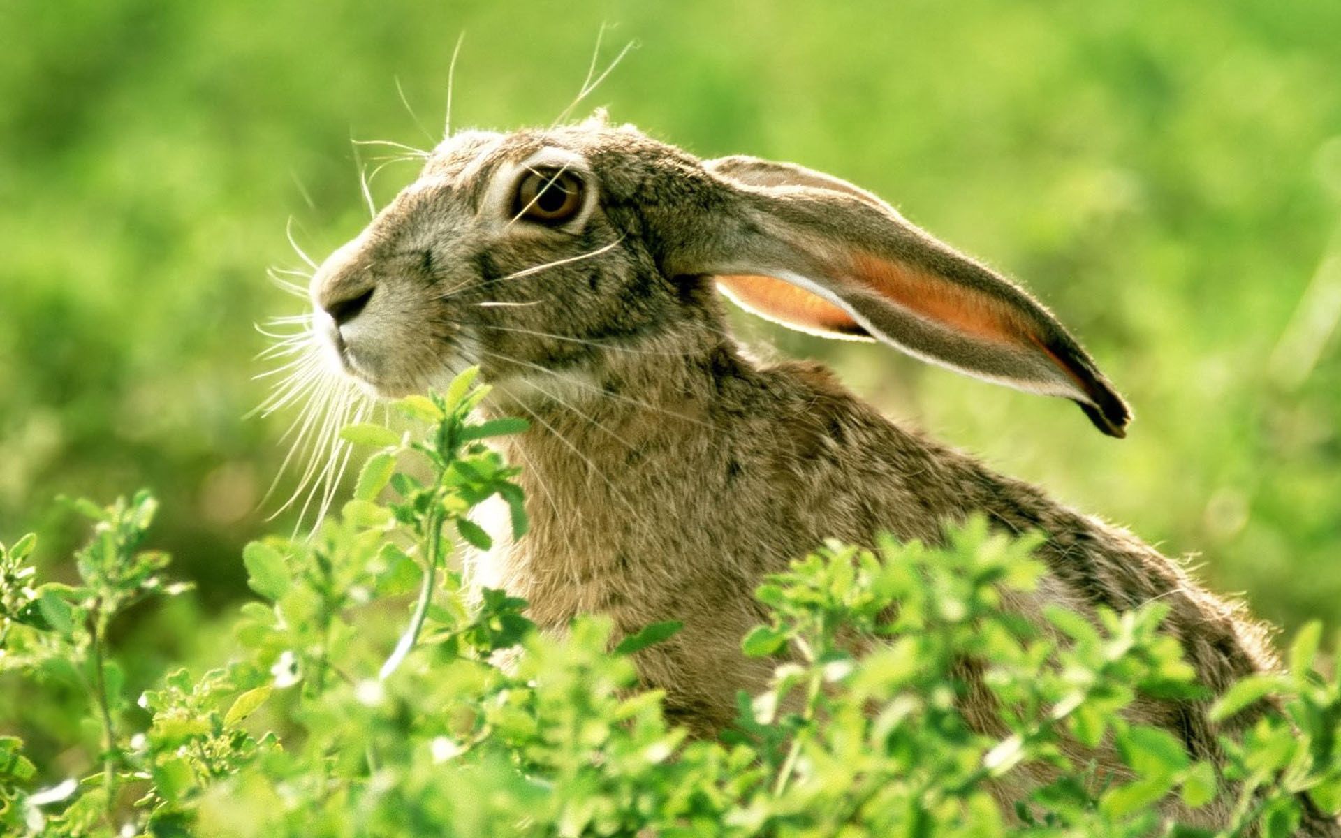 Download mobile wallpaper Ears, Grass, Animals, Hare, Muzzle, Light, Shine for free.