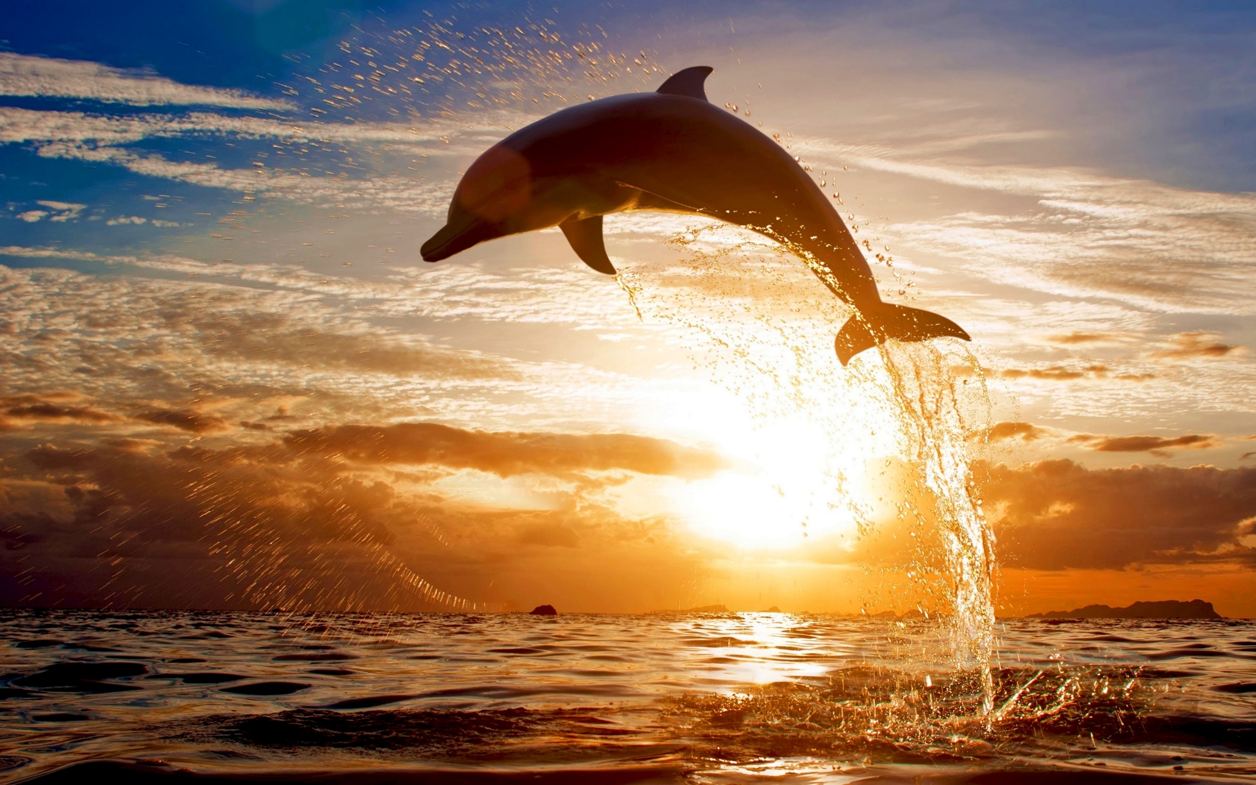 47284 descargar fondo de pantalla delfines, animales, paisaje, naranja: protectores de pantalla e imágenes gratis