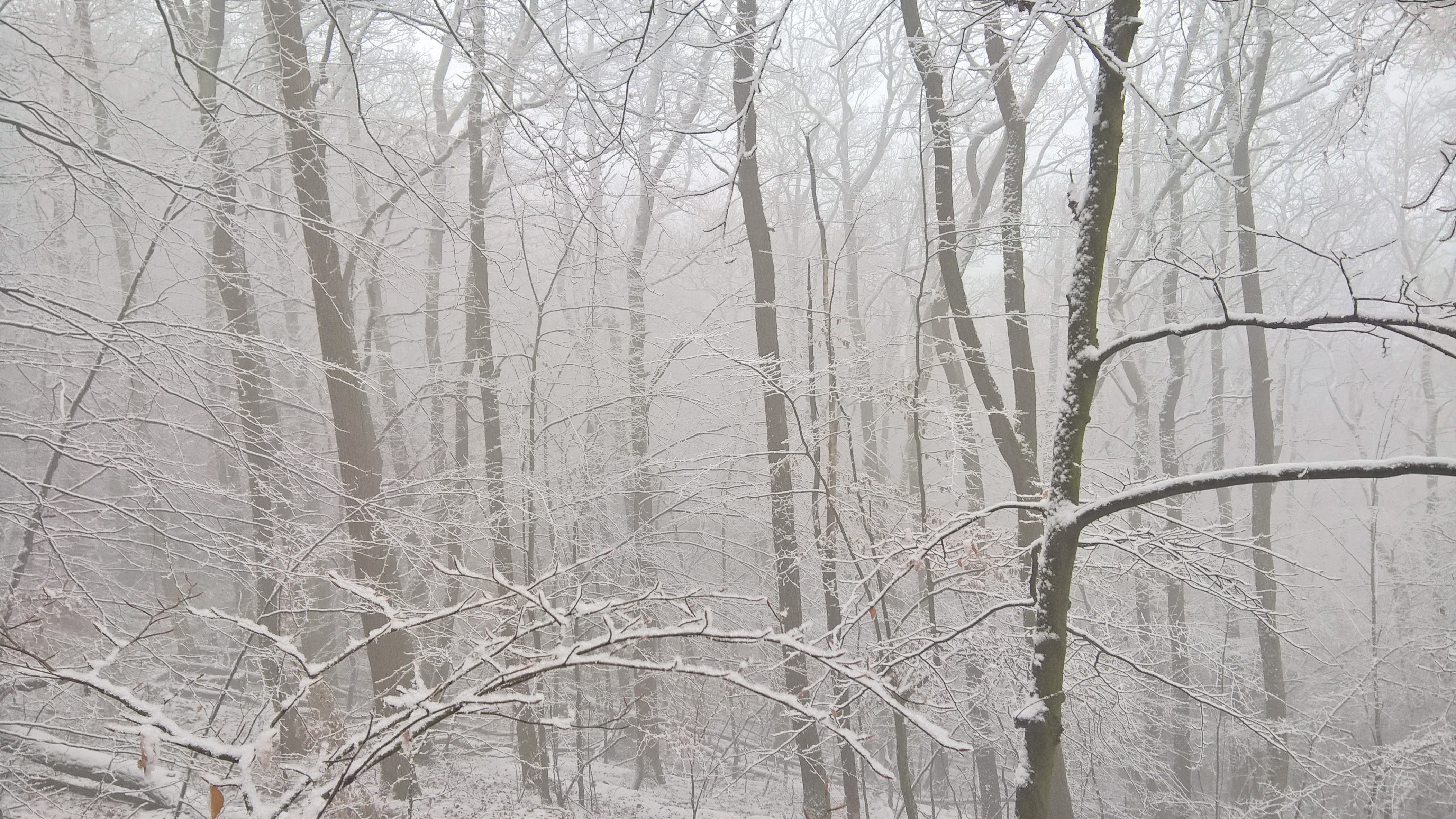 Descarga gratis la imagen Invierno, Nieve, Árbol, Rama, Tierra/naturaleza en el escritorio de tu PC