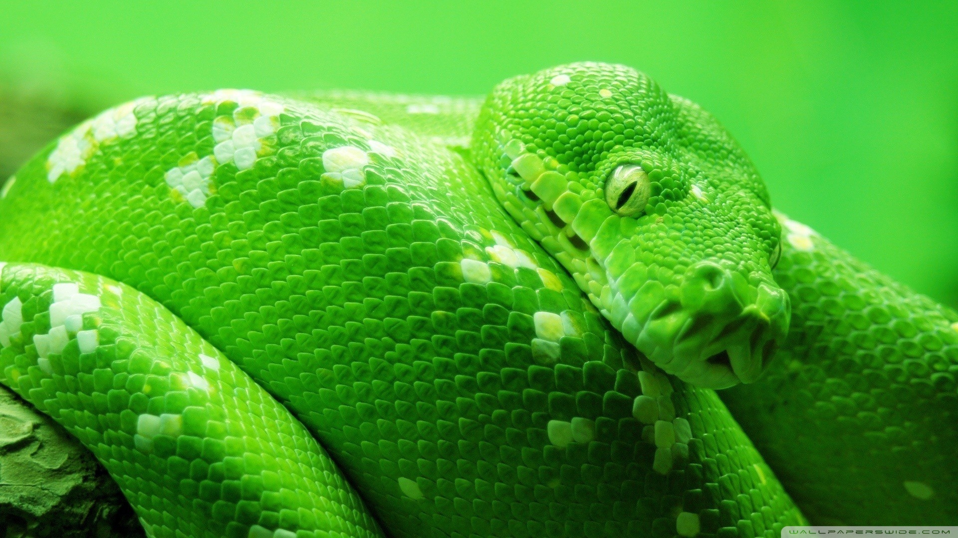 Descarga gratis la imagen Animales, Serpiente en el escritorio de tu PC