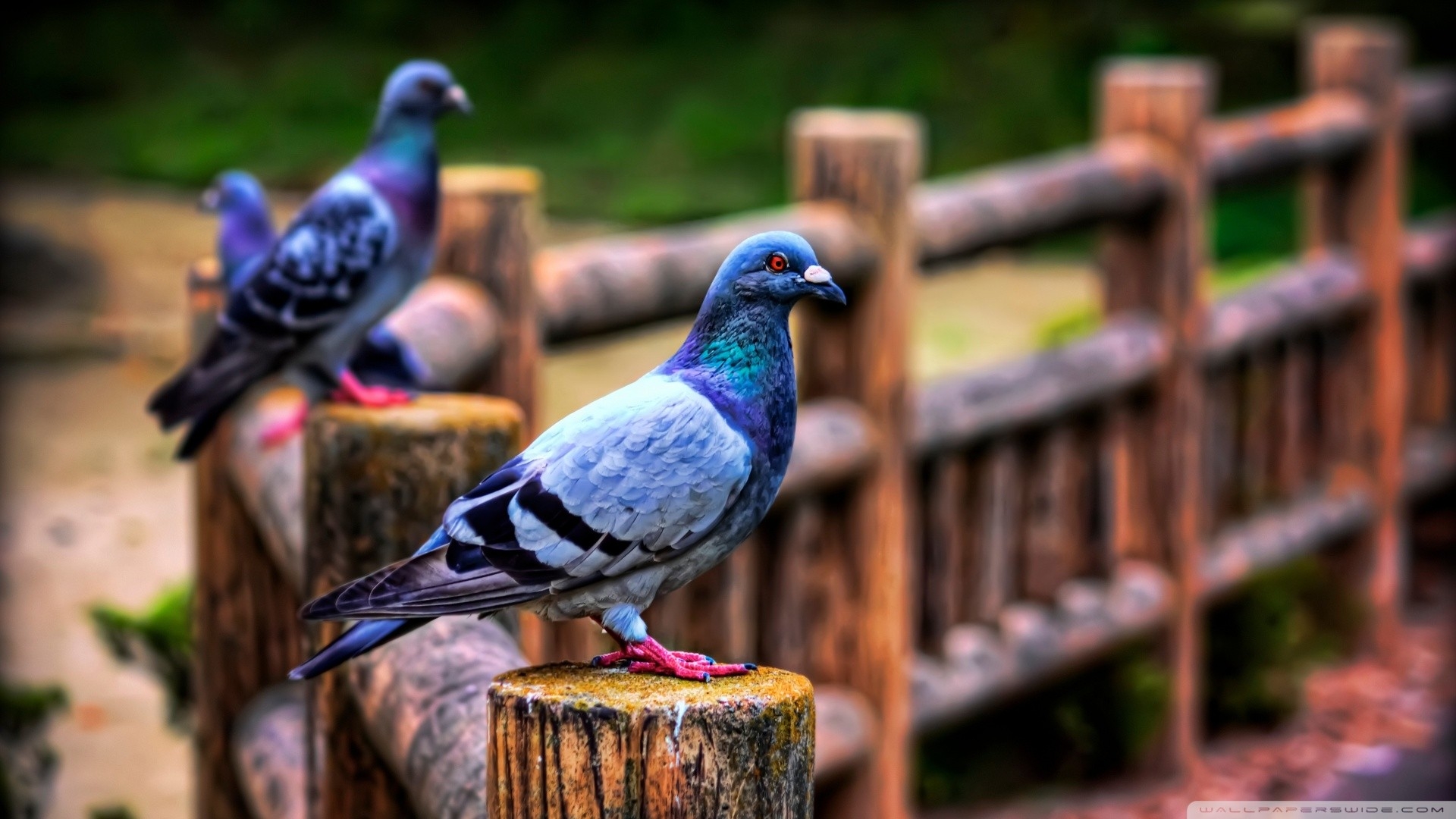 birds, pigeon, animal
