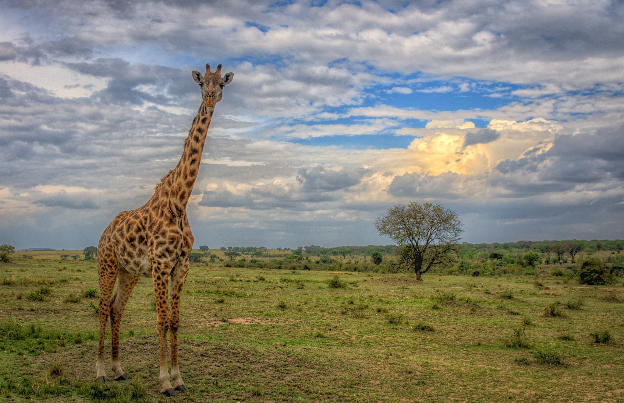 660029 descargar imagen animales, jirafa, nube, sabana, árbol: fondos de pantalla y protectores de pantalla gratis